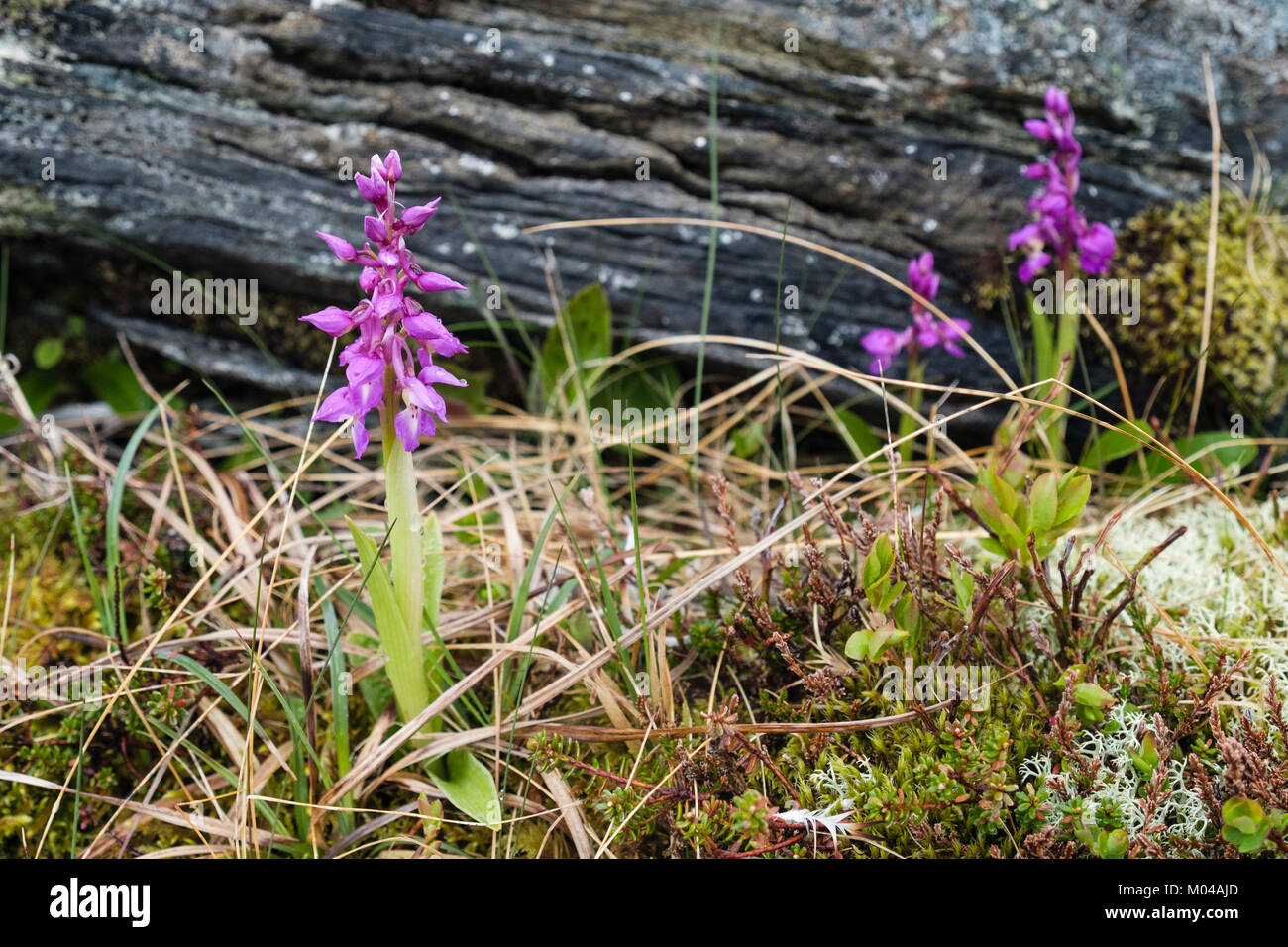Early-purple orchid (Orchis mascula) flower spikes growing in Trollfjell Geopark tundra vegetation in summer. Vega Island, Norway, Scandinavia Stock Photo