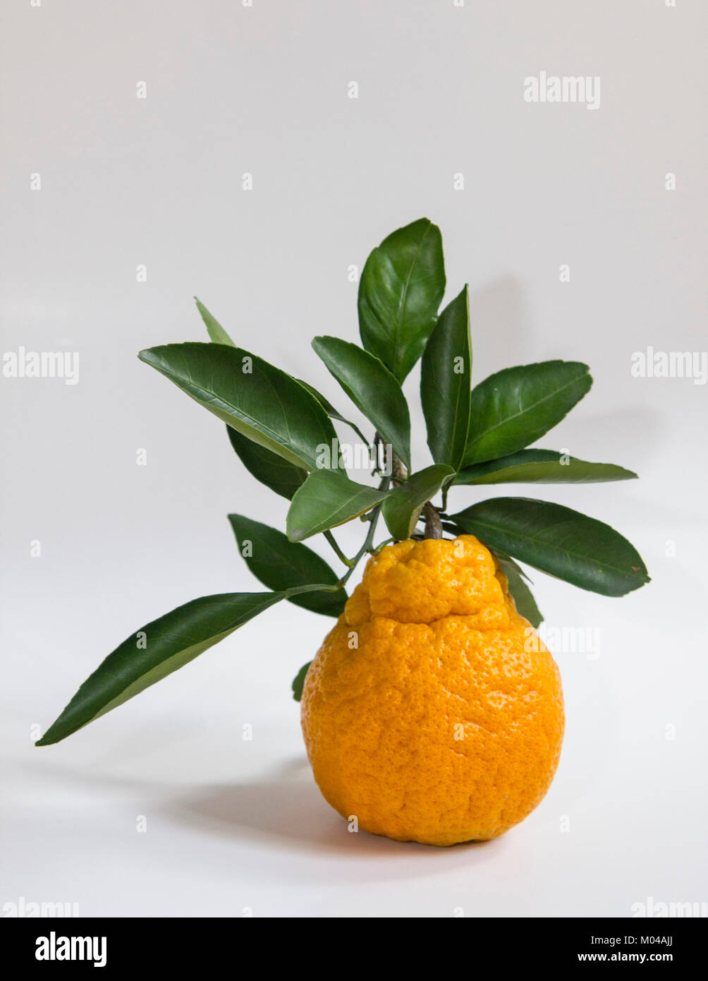 Satsuma fruit with leaves Stock Photo Alamy