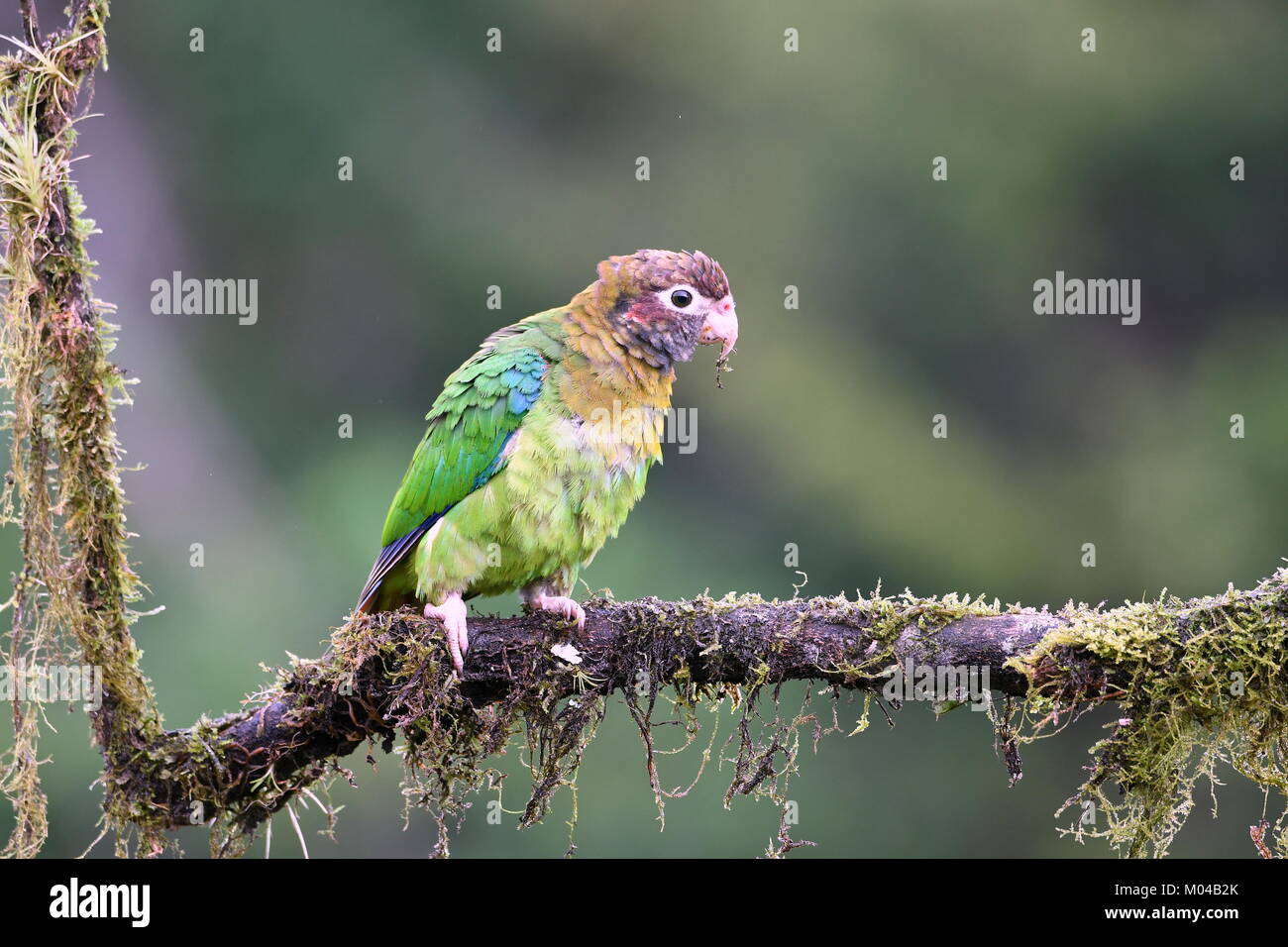 Female Brown-hooded parrot (Pyrilia haematotis) in Costa Rica Stock Photo