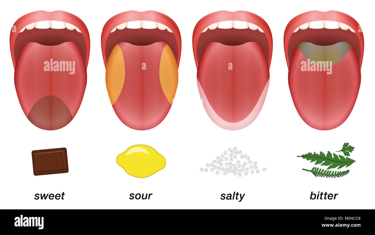 Taste areas of the human tongue - sweet, sour, salty and bitter represented by chocolate, lemon, salt and herbs. Stock Photo