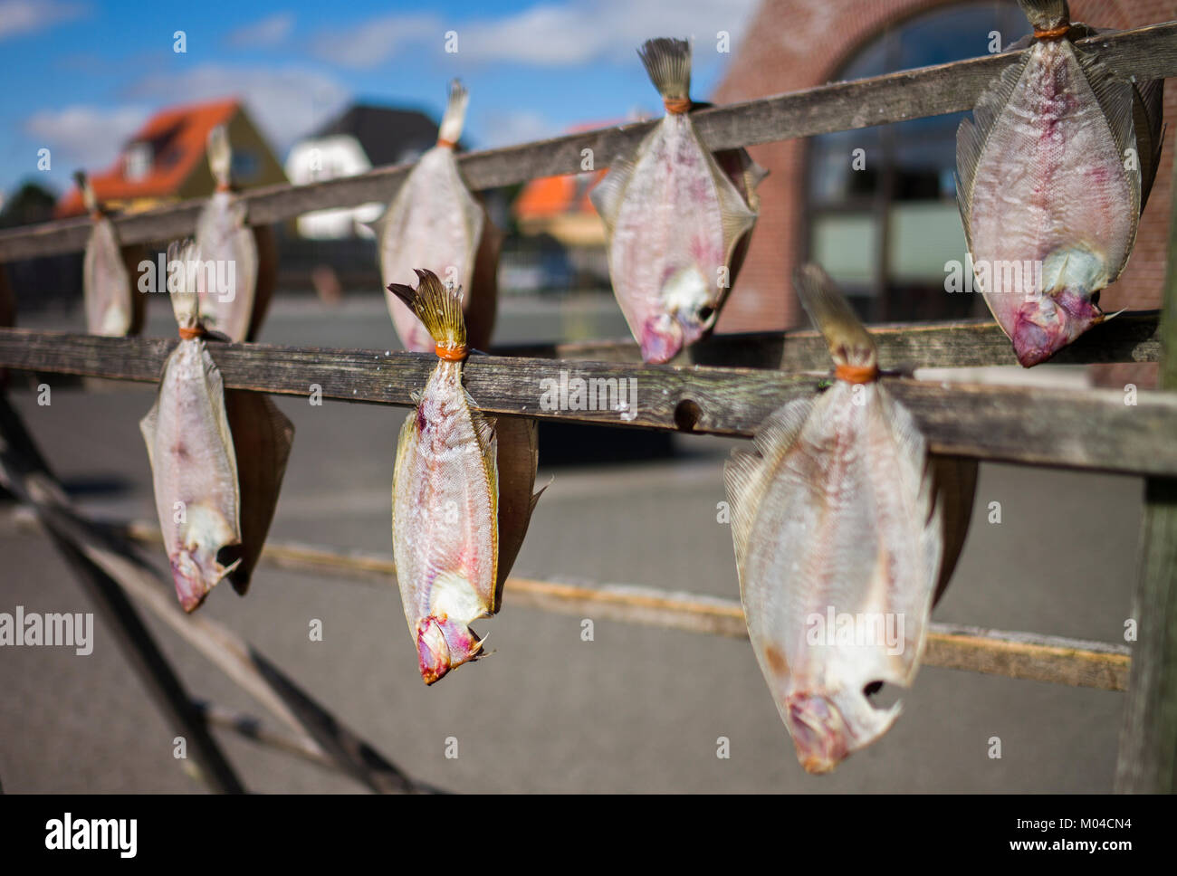 Dried fish hanging in the fresh sea air Skagen Denmark Stock Photo Alamy