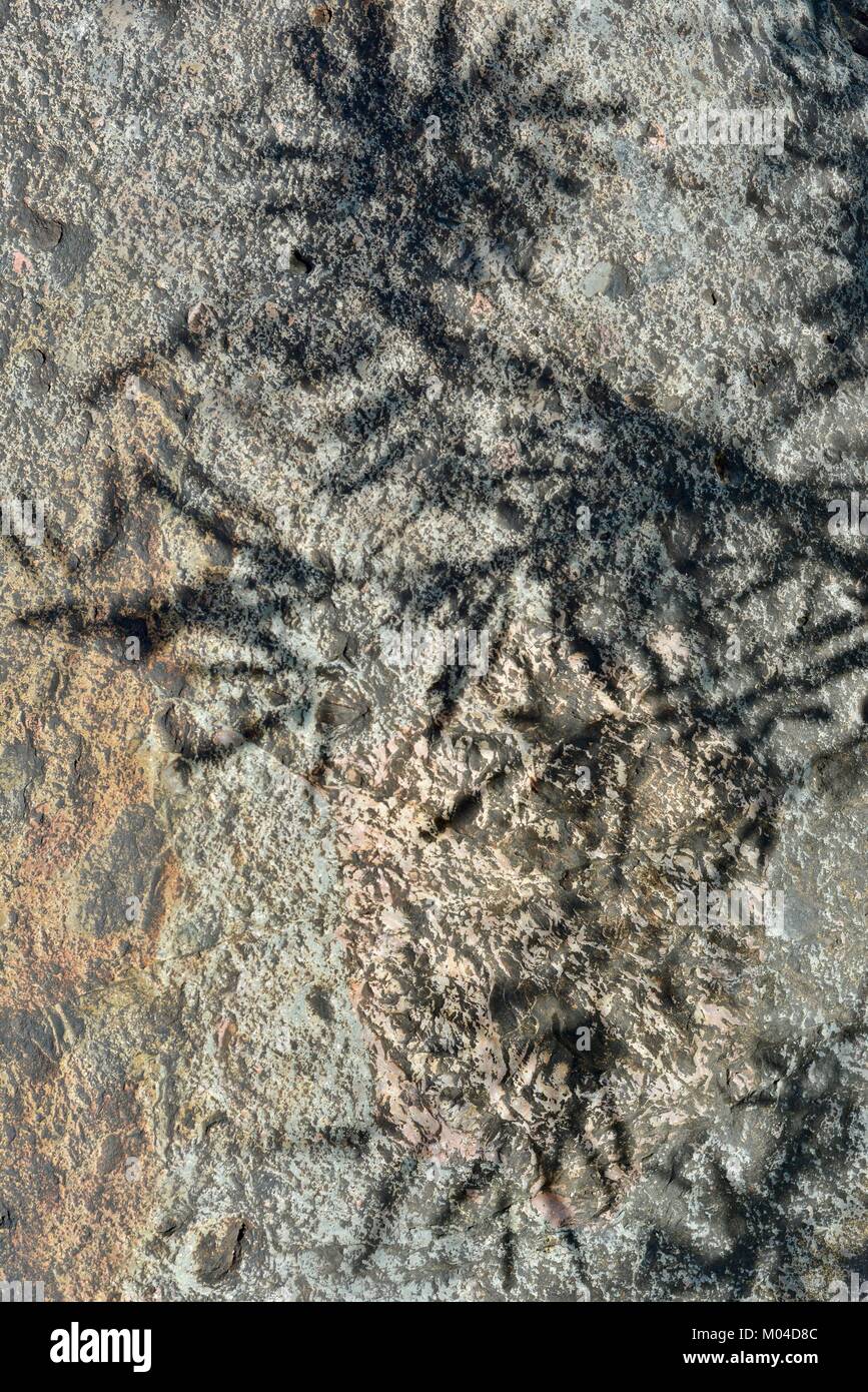 Bowling Green Bay National Park (Alligator Creek), Townsville, QLD