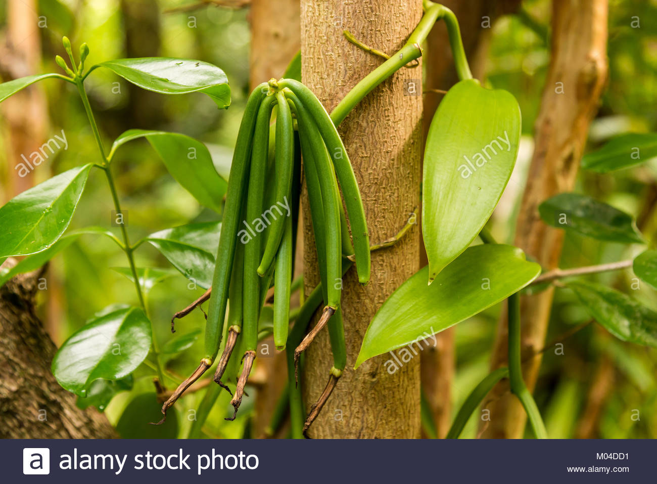 Vanilla Beans Plant Stock Photos & Vanilla Beans Plant Stock Images Alamy