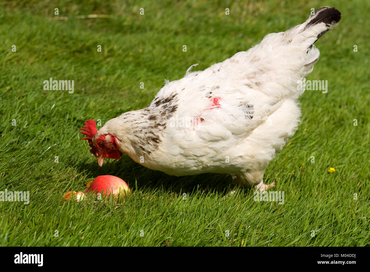 Free range chicken eating windfall apples on grass Stock Photo Alamy