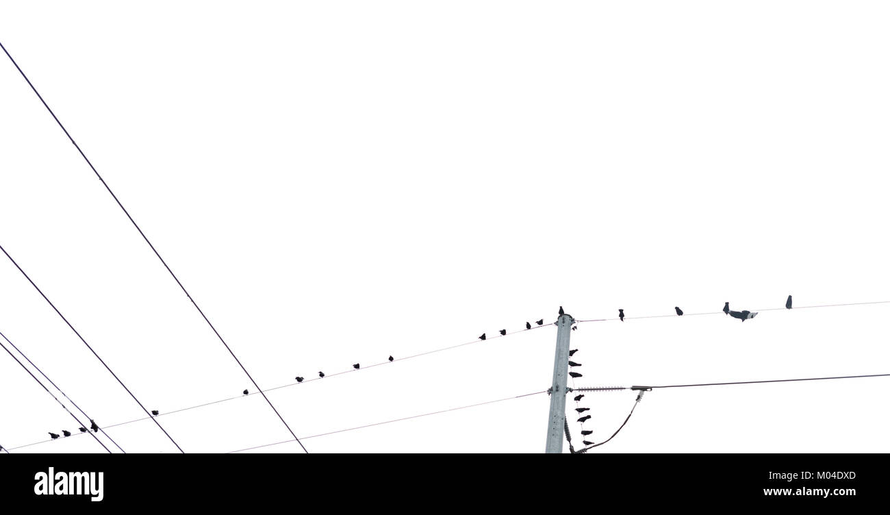 horizontal image of multiple birds sitting on multiple telephone wires