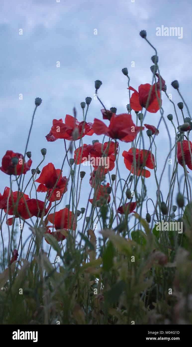 Red poppies (Papaver rhoeas) standing tall against a grey sky at dusk Stock Photo