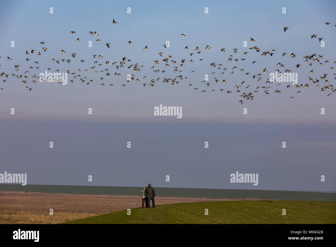 Salt marshes, marsh landscape on the North Sea dyke near Greetsiel, East Frisia, Germany,  Lower Saxony, Barnacle geese, flock Of birds, Stock Photo