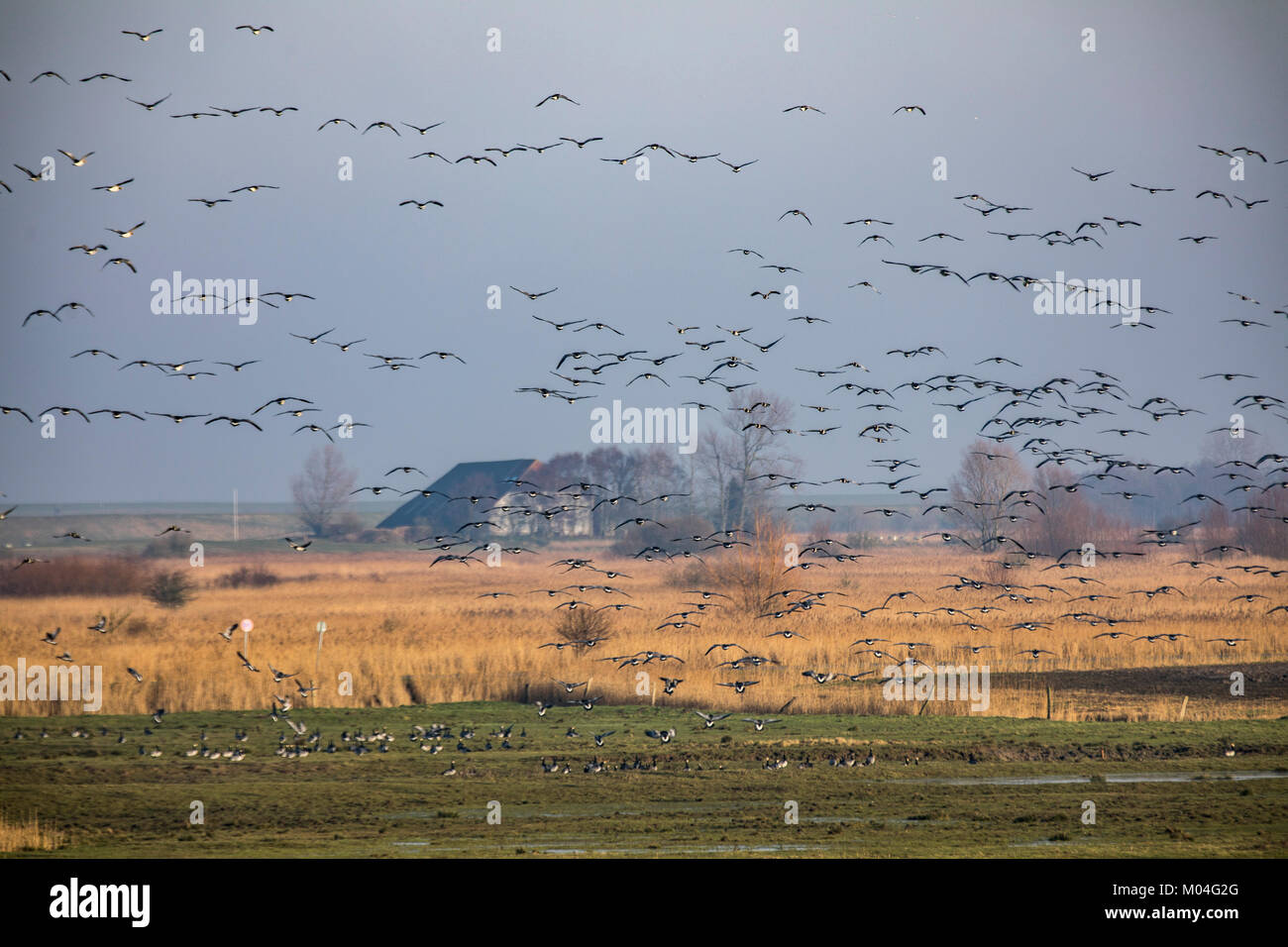 Salt marshes, marsh landscape on the North Sea dyke near Greetsiel, East Frisia, Germany,  Lower Saxony, Barnacle geese, flock Of birds, Stock Photo