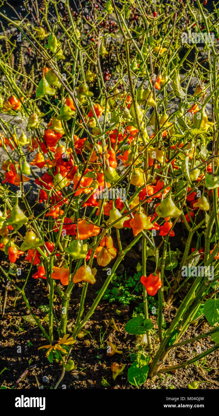 Christmas Bell Chillies 3. Stock Photo