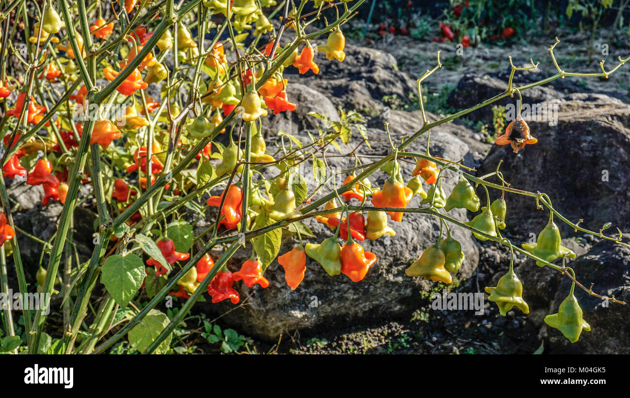 Christmas Bell Chillies 2. Stock Photo