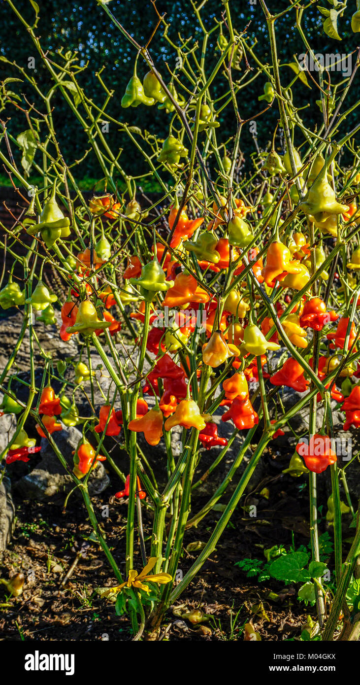 Christmas Bell Chillies 1. Stock Photo