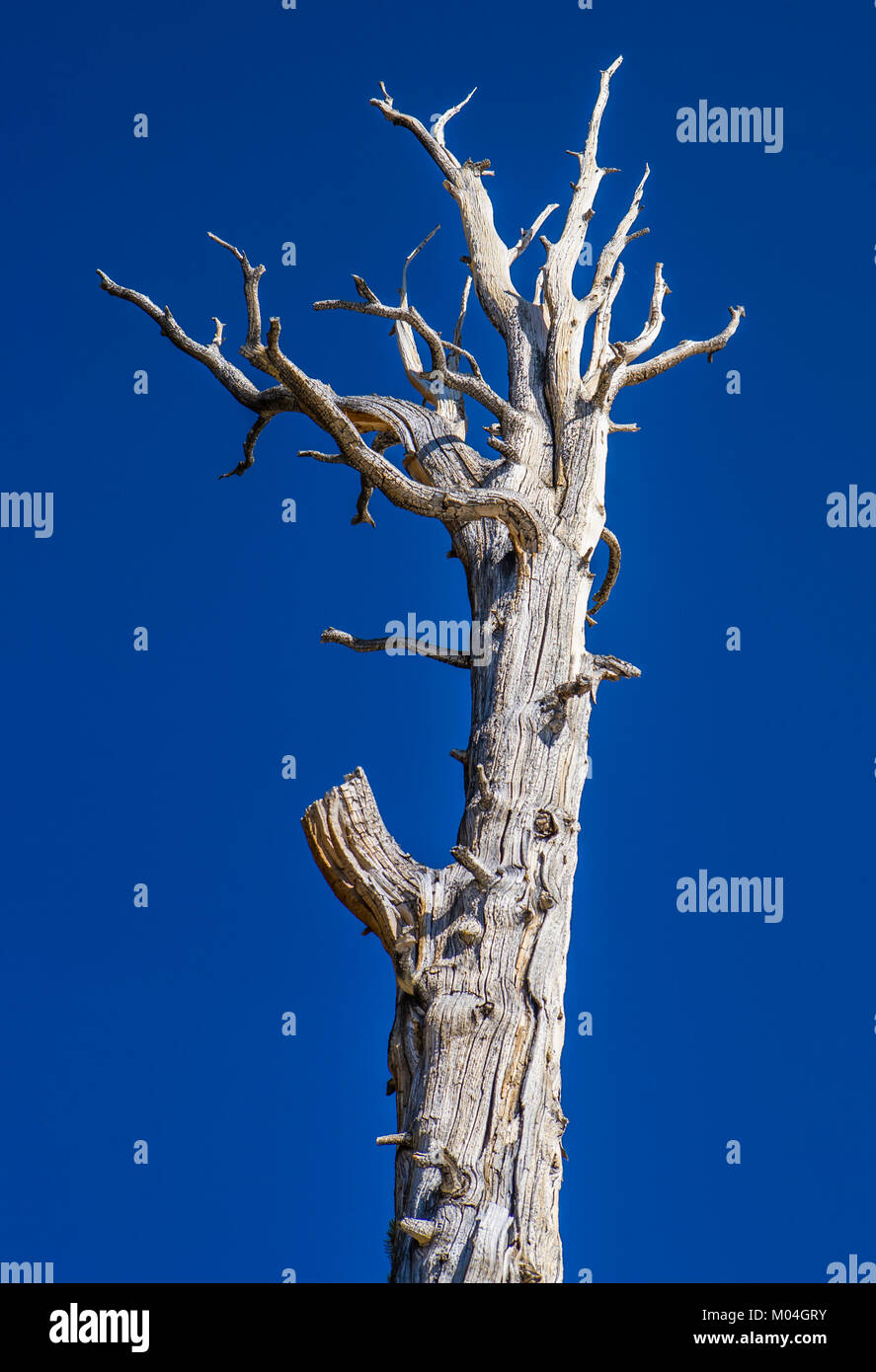A beautiful old snag / dead tree in Tuolumne Meadows against the deep blue sky, Yosemite National Park, California, USA. Stock Photo