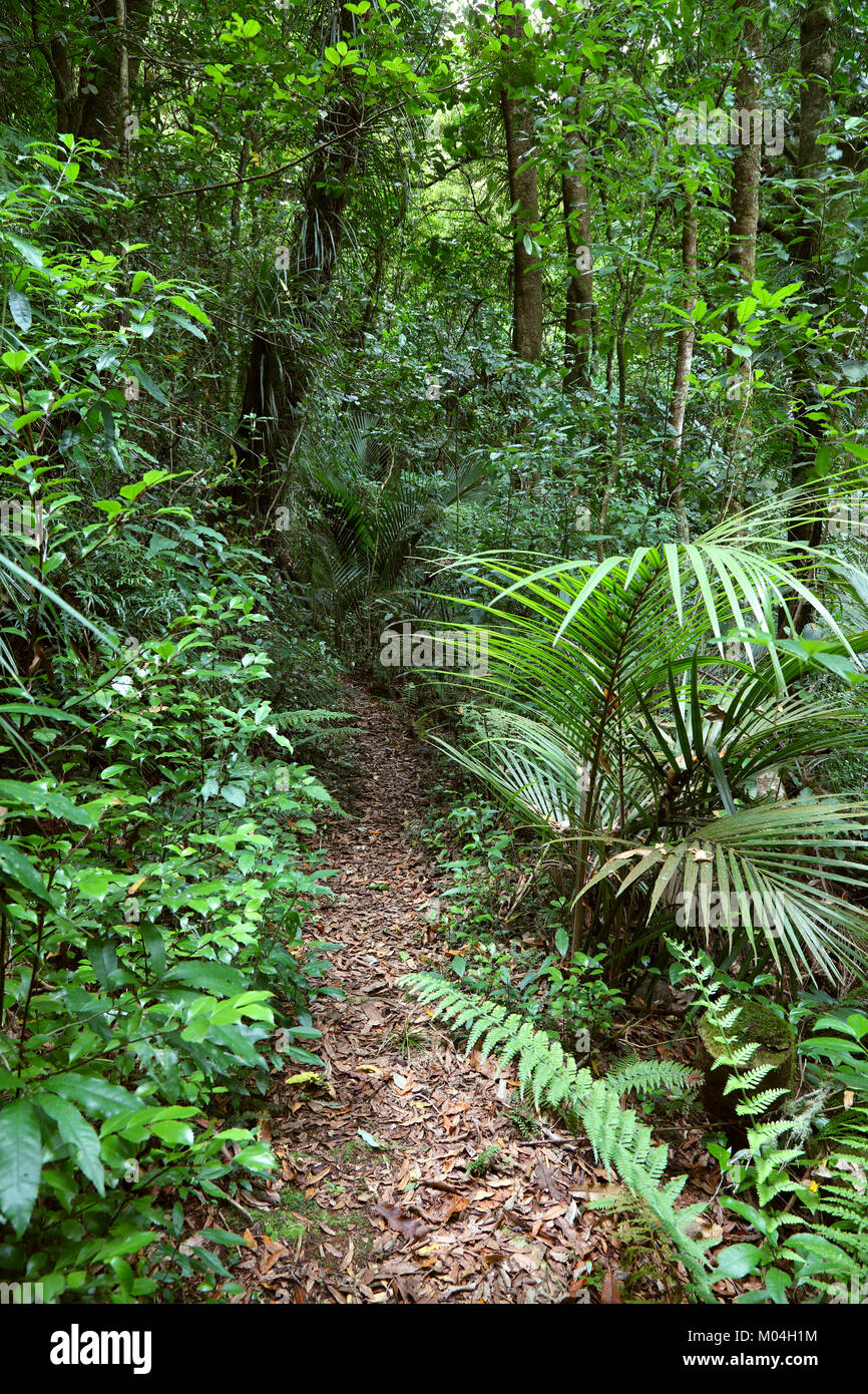 Walking trail in tropical forest Stock Photo - Alamy