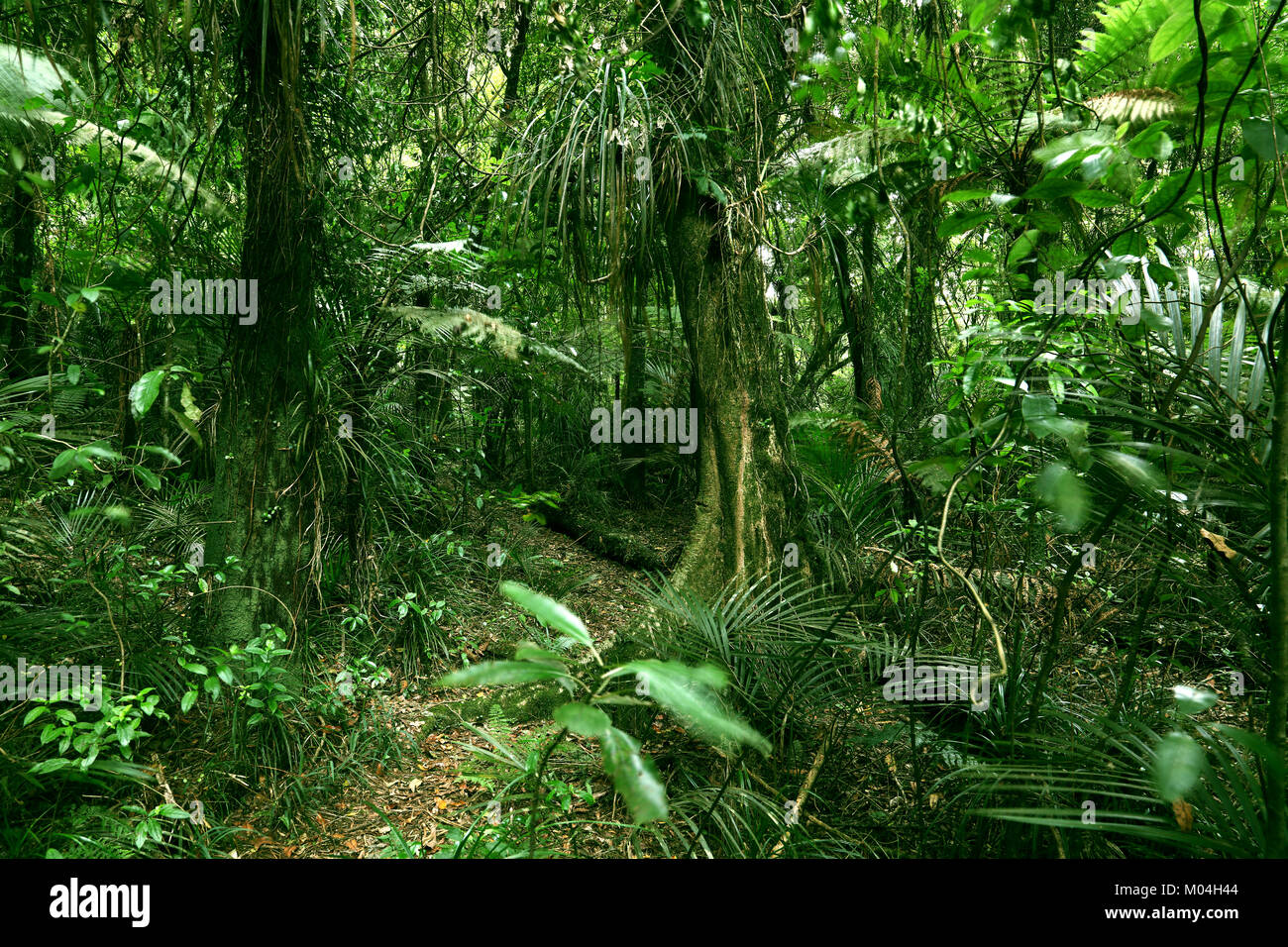 Lush green foliage in tropical jungle Stock Photo - Alamy