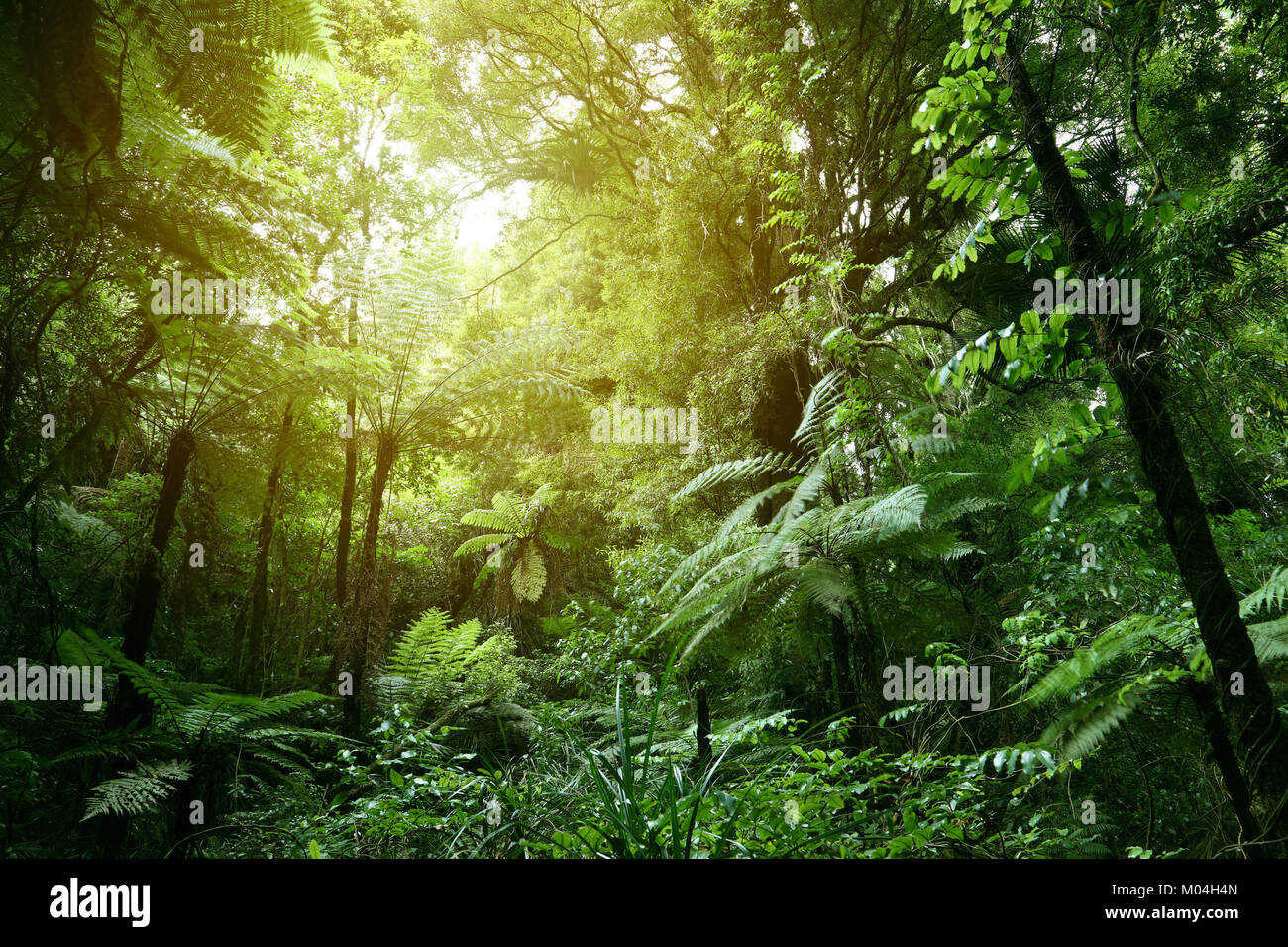 Lush green foliage in tropical jungle Stock Photo - Alamy