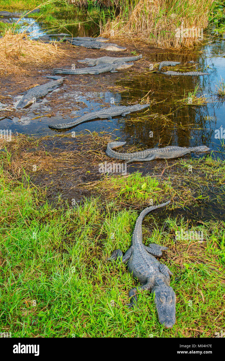 American Alligator (Alligator mississippiensis) Everglades NP, Florida, USA, by Bill Lea/Dembinsky Photo Assoc Stock Photo