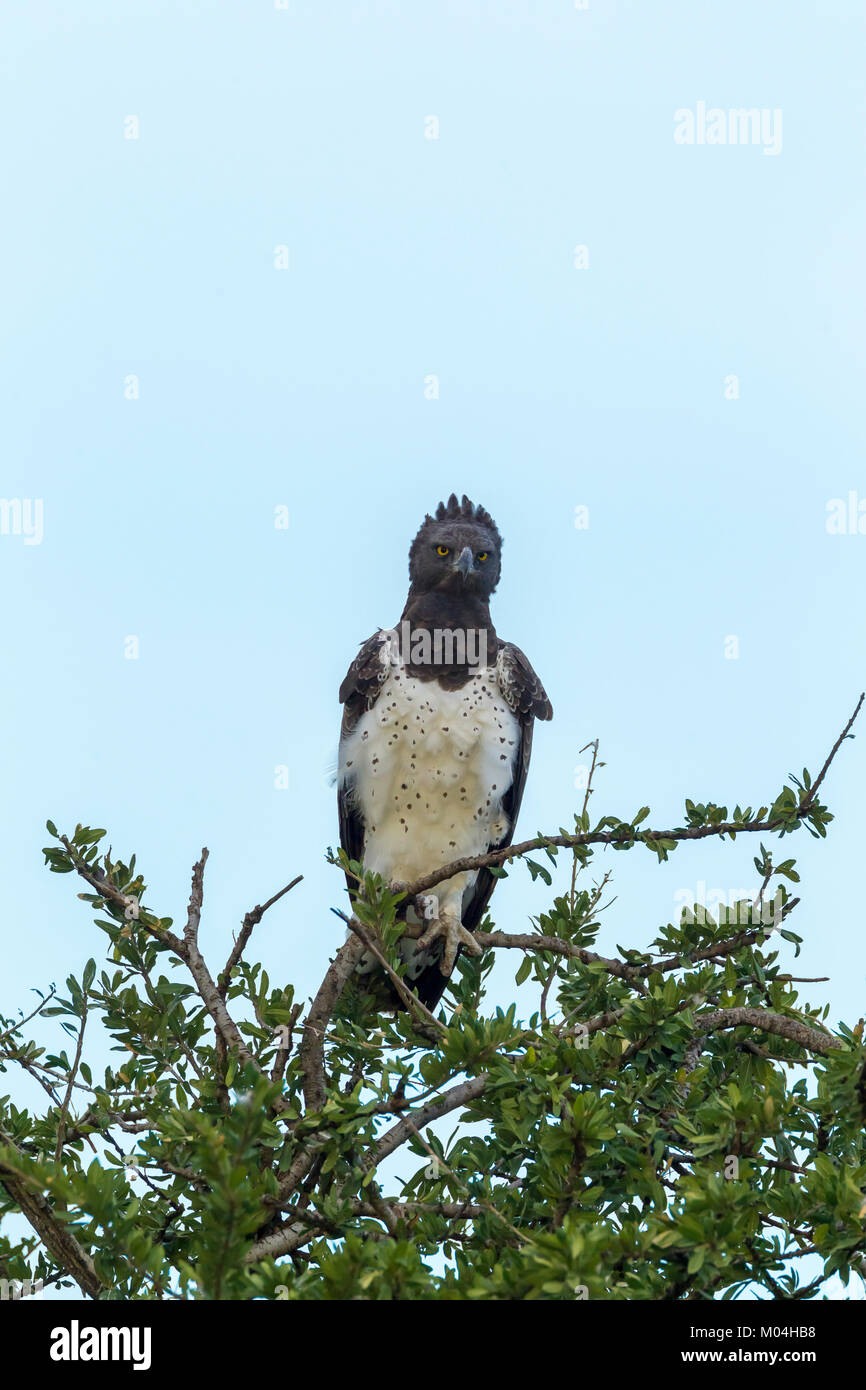 Largest eagle of the world hi-res stock photography and images - Alamy