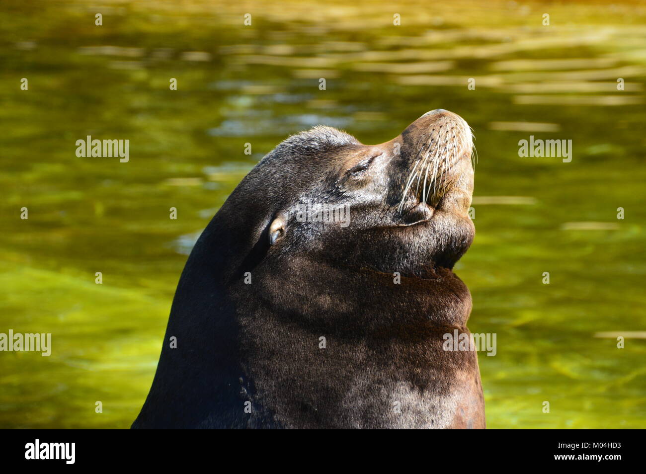 Californian Sea Lion Stock Photo