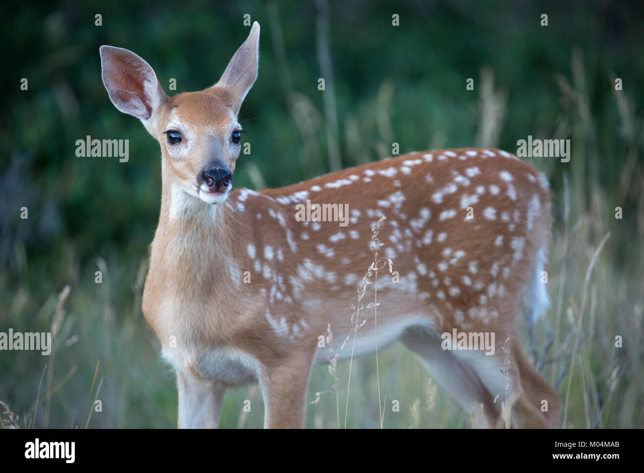 White-tailed deer fawn (Odocoileus virginianus) Stock Photo