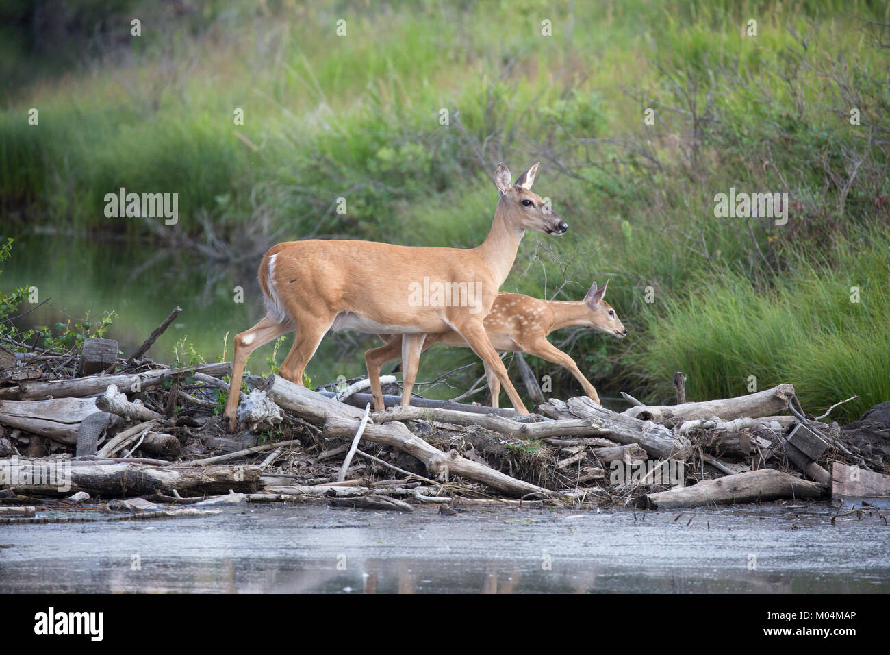 White-tailed deer doe and fawn (Odocoileus virginianus) crossing stream on beaver dam in a wildlife sanctuary Stock Photo