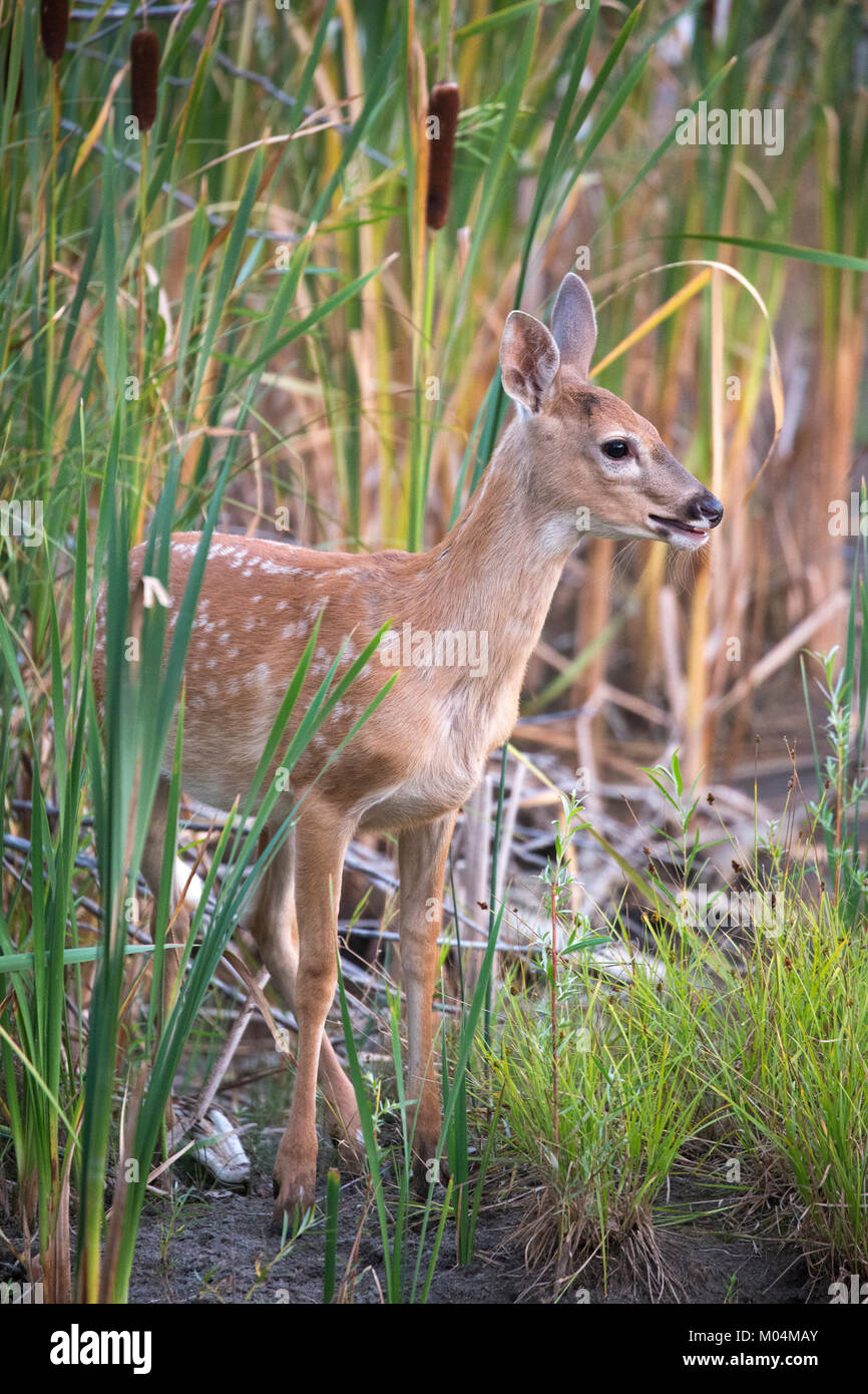 White-tailed deer fawn (Odocoileus virginianus) in cattails at pond edge Stock Photo