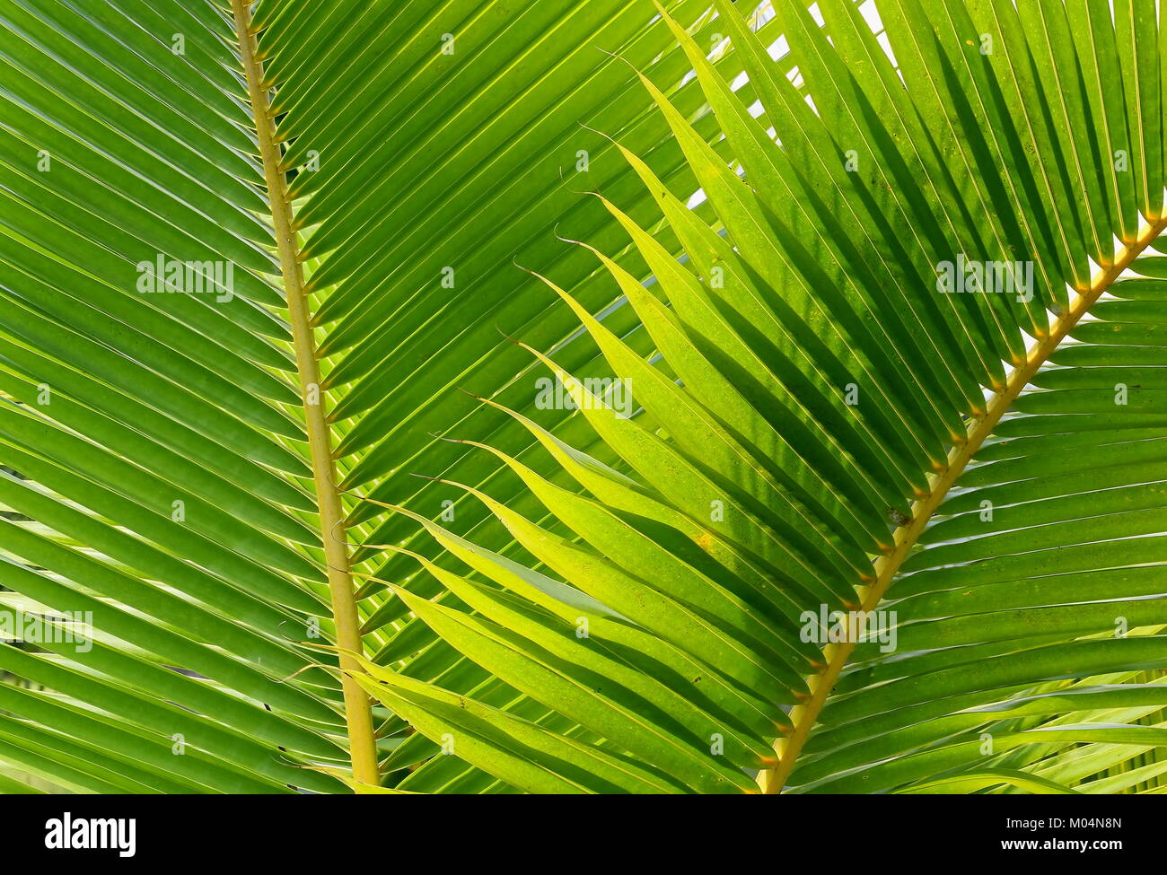 Coconut leaves background Stock Photo - Alamy