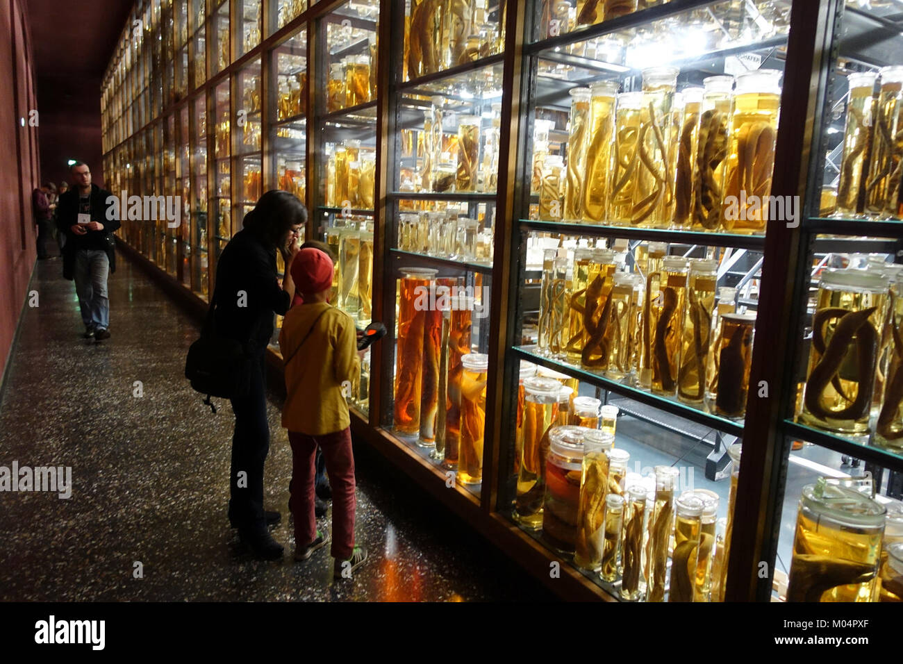 A collection of bottled specimens at the Museum für Naturkunde in ...