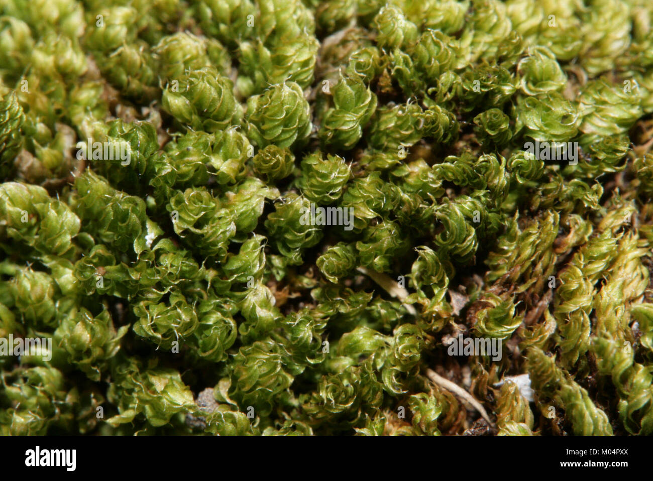 Bryum moravicum (b, 144645-474721) 1813 Stock Photo