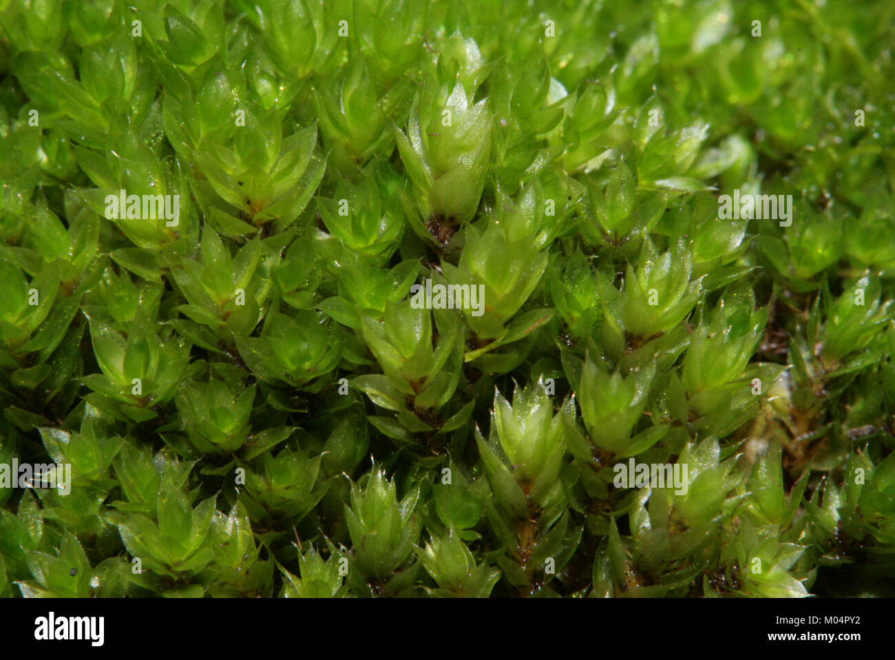 Bryum moravicum (b, 144645-474721) 1819 Stock Photo
