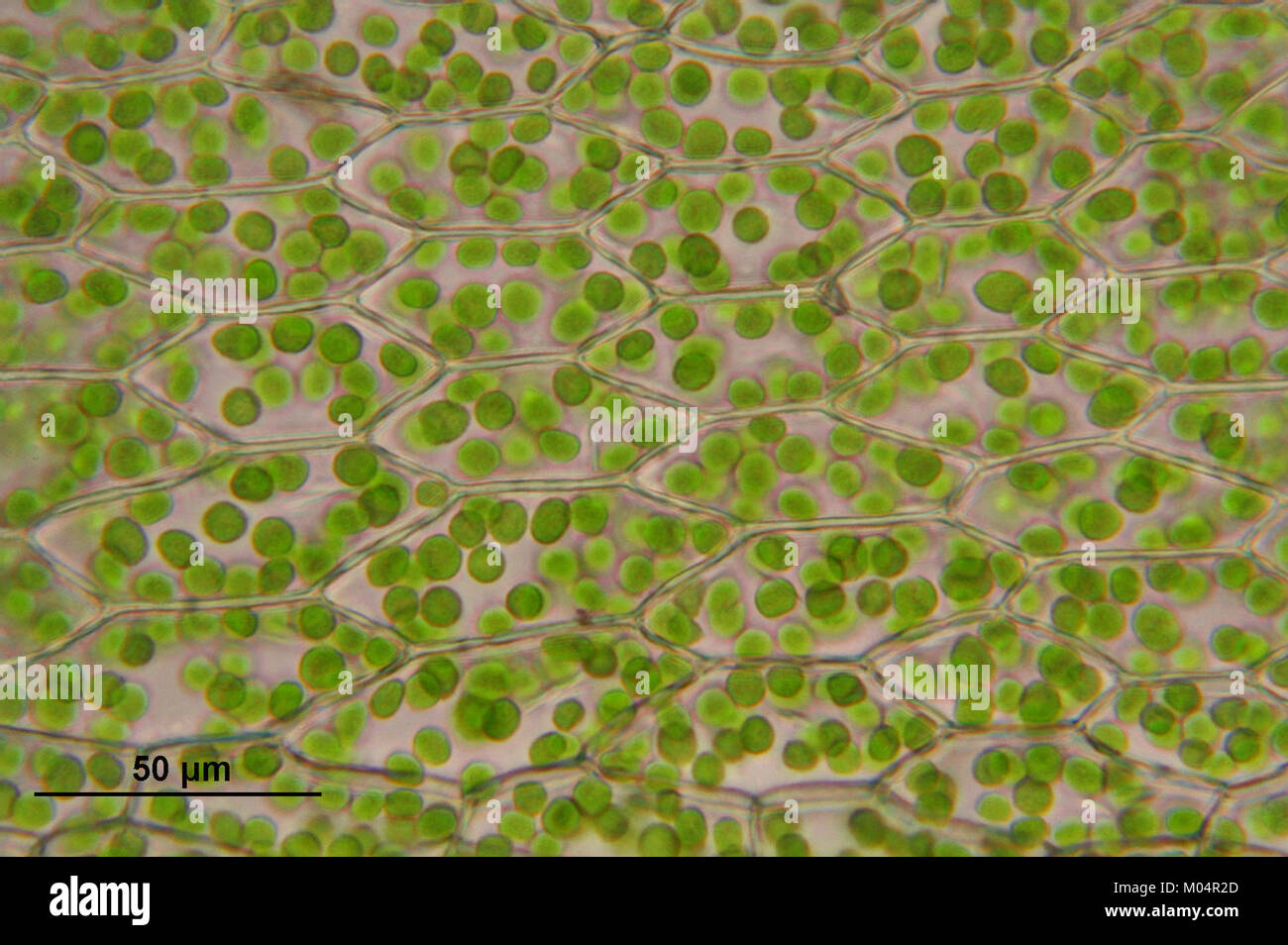 Particular moss species hi-res stock photography and images - Alamy