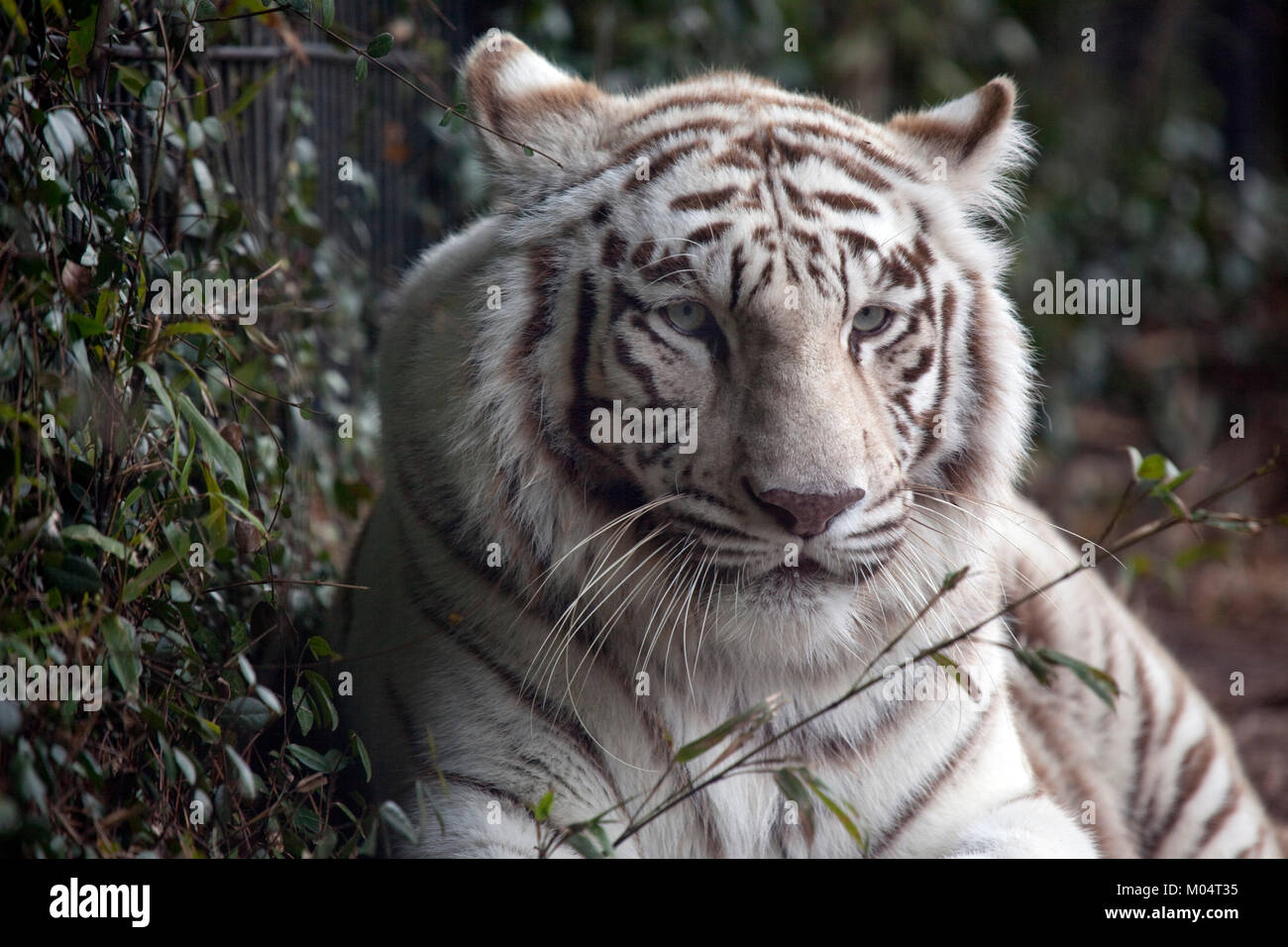 White Tiger Stock Photo