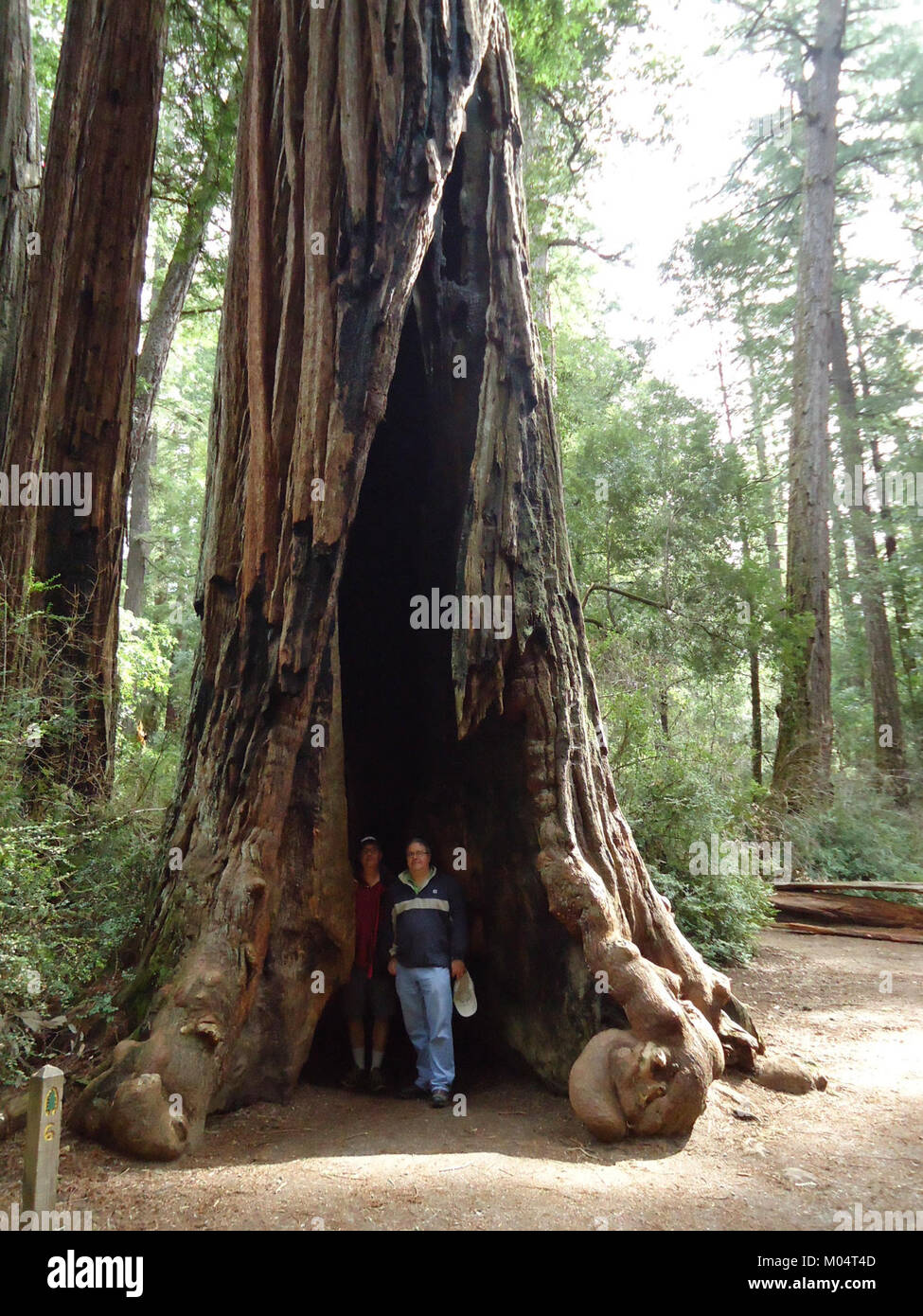 California redwood trees two men inside giant tree Stock Photo