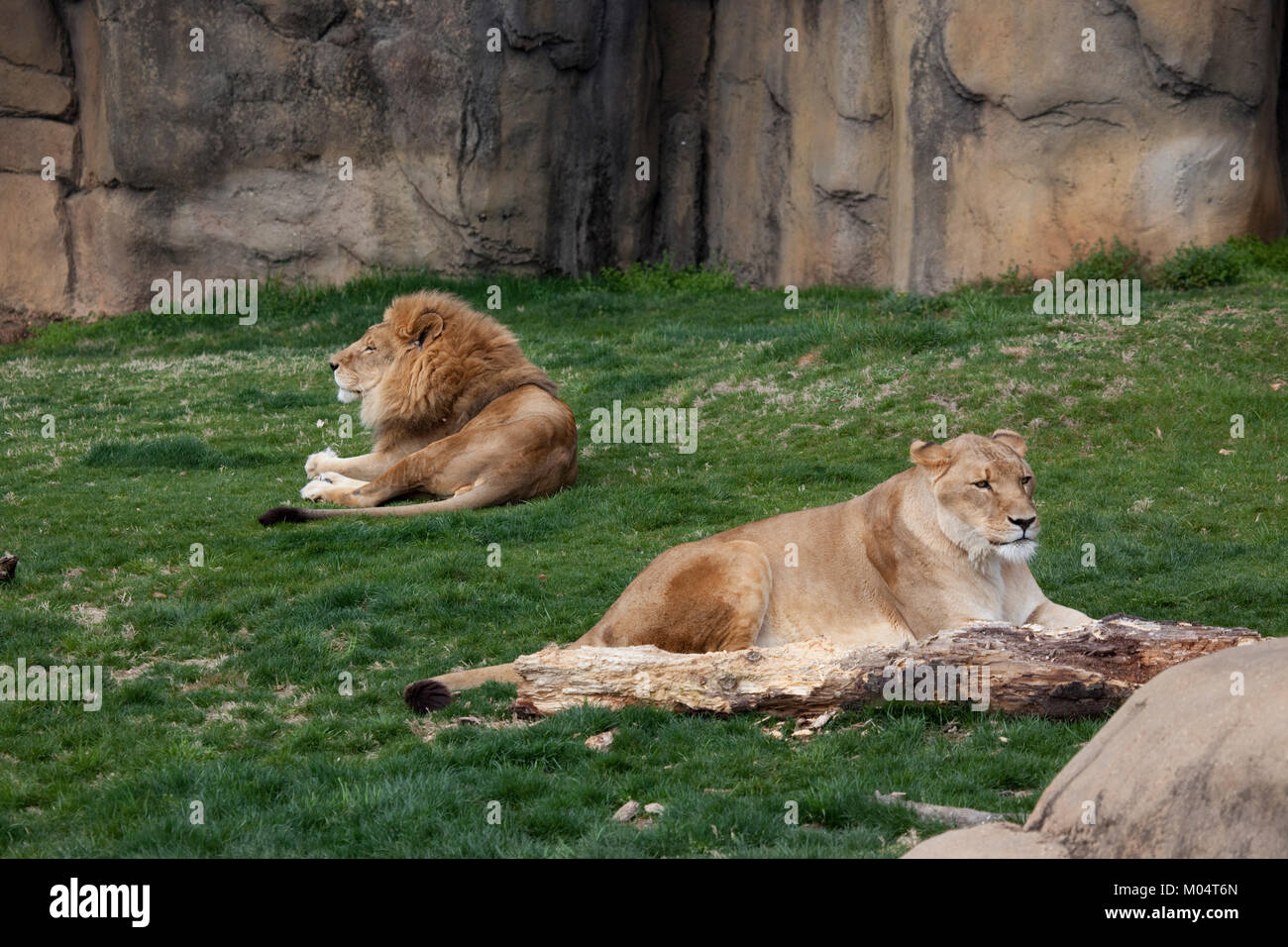 Male & Female Lion at Rest Stock Photo