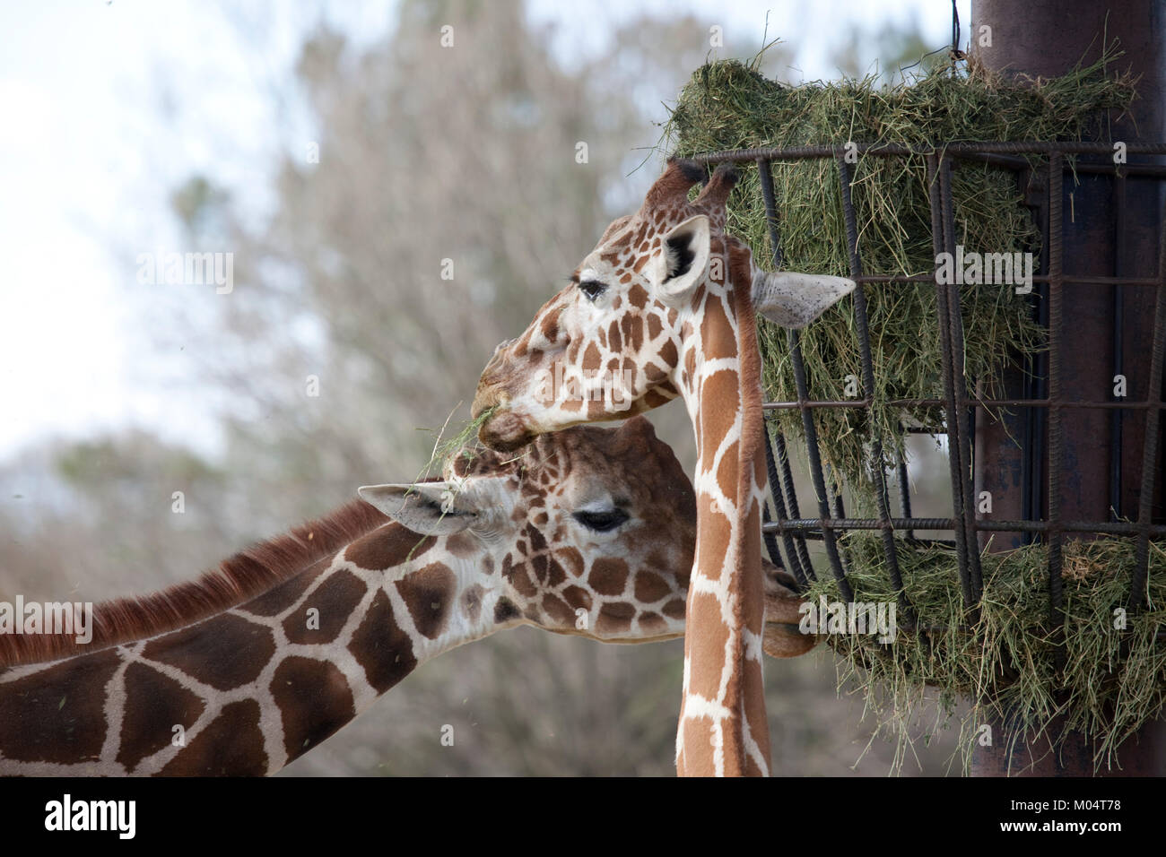 Giraffes hi-res stock photography and images - Alamy