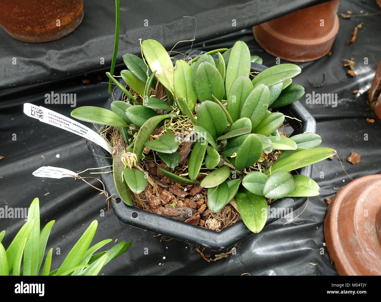 Bulbophyllum roxburghii (Cirrhopetalum sikkimense) - Lyman Plant House, Smith College - DSC01993 Stock Photo