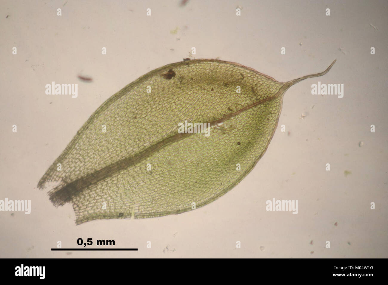 Bryum elegans (b, 144957-474710) 4616 Stock Photo