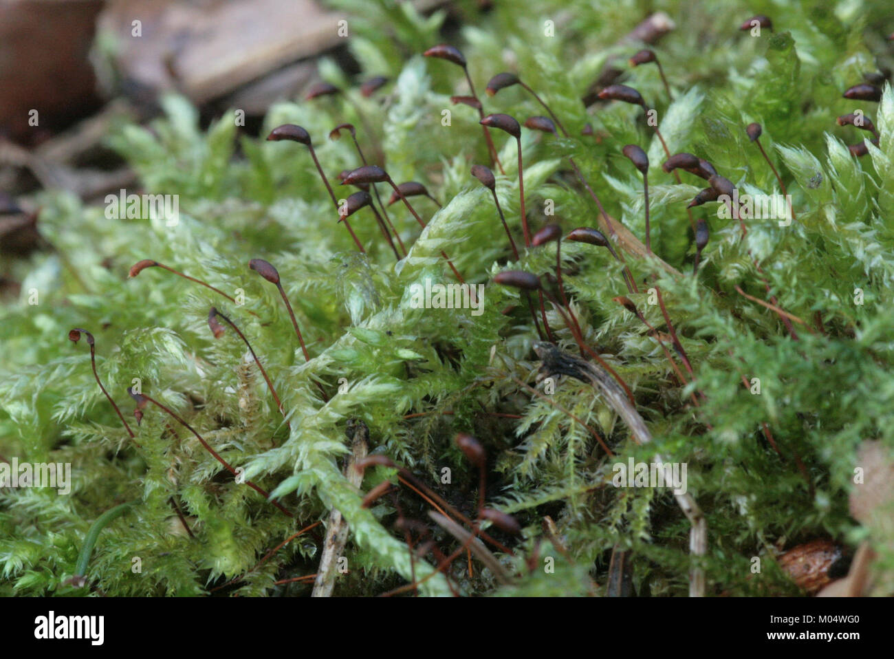Brachythecium rutabulum (c, 144722-474814) 0528 Stock Photo