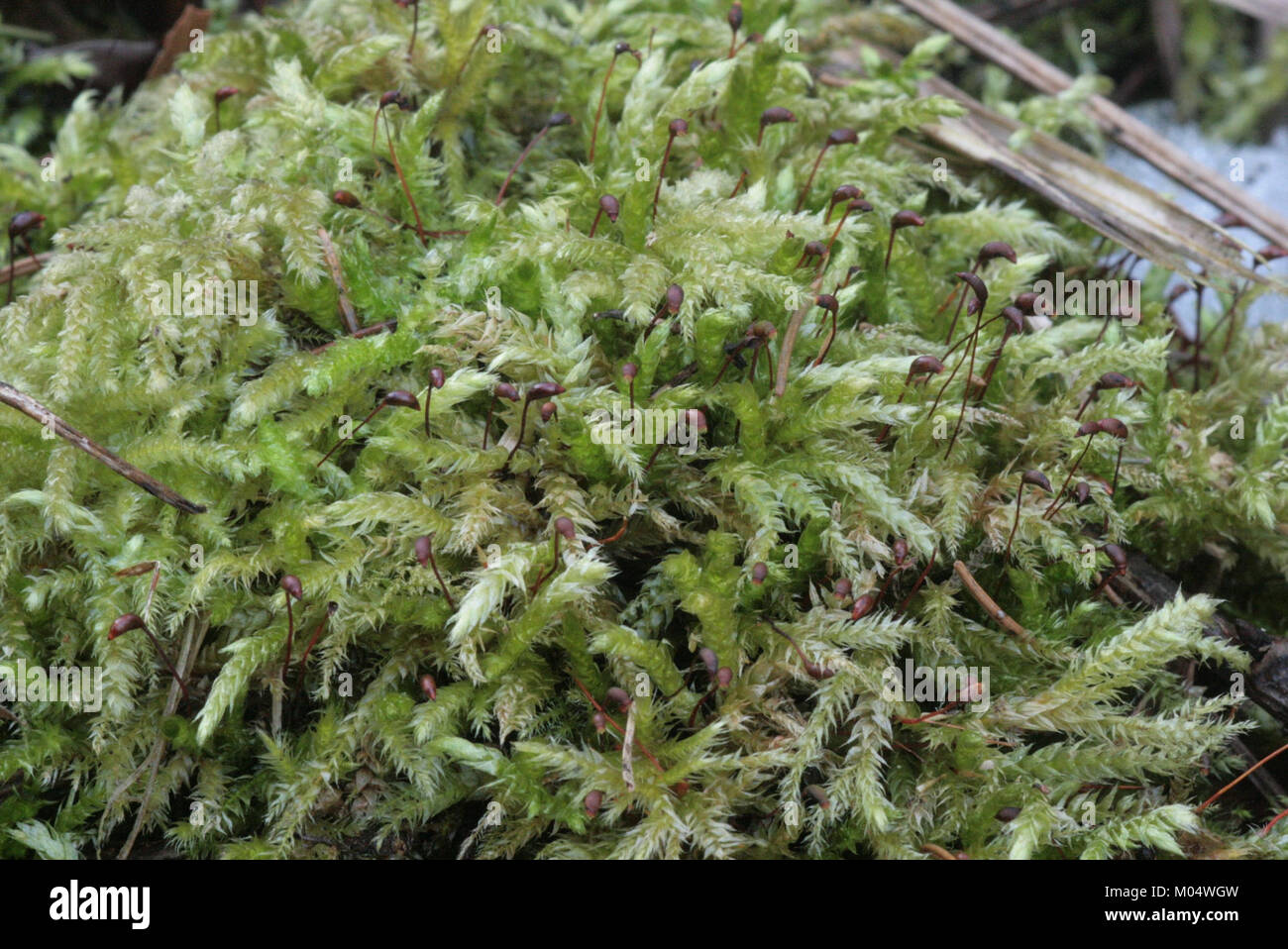 Brachythecium rutabulum (c, 144722-474814) 0549 Stock Photo