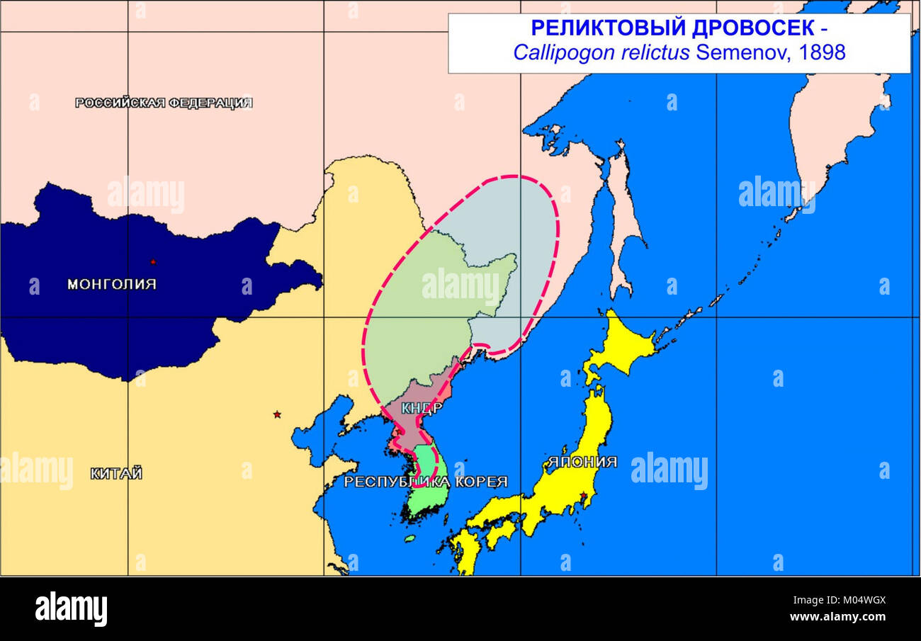 Callipogon relictus areal Stock Photo Alamy