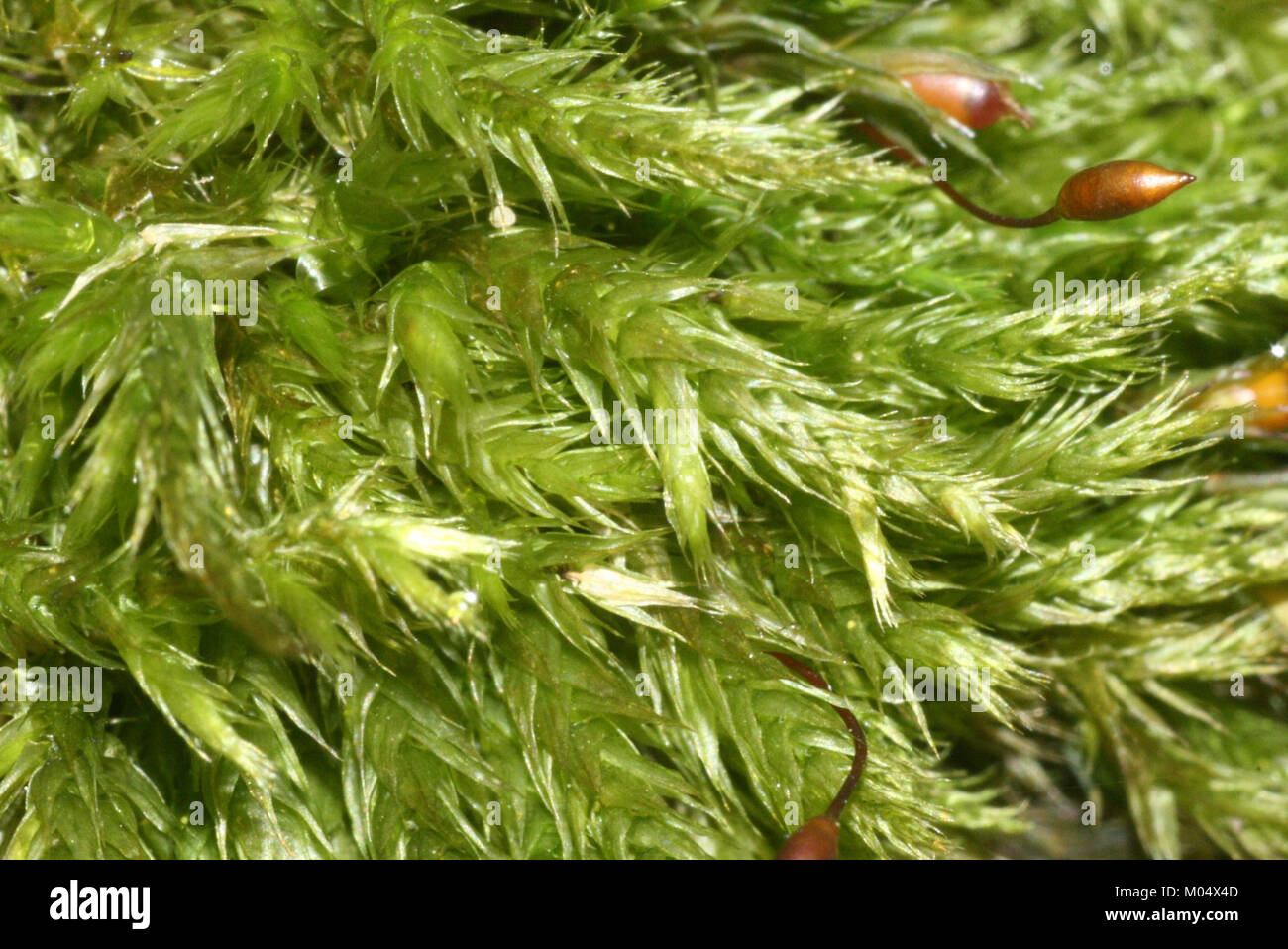 Brachythecium populeum (a, 144722-474811) 4101 Stock Photo