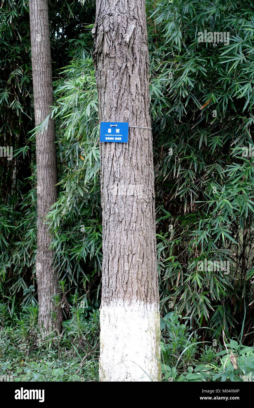 Camptotheca acuminata - Chengdu Botanical Garden - Chengdu, China - DSC03559 Stock Photo
