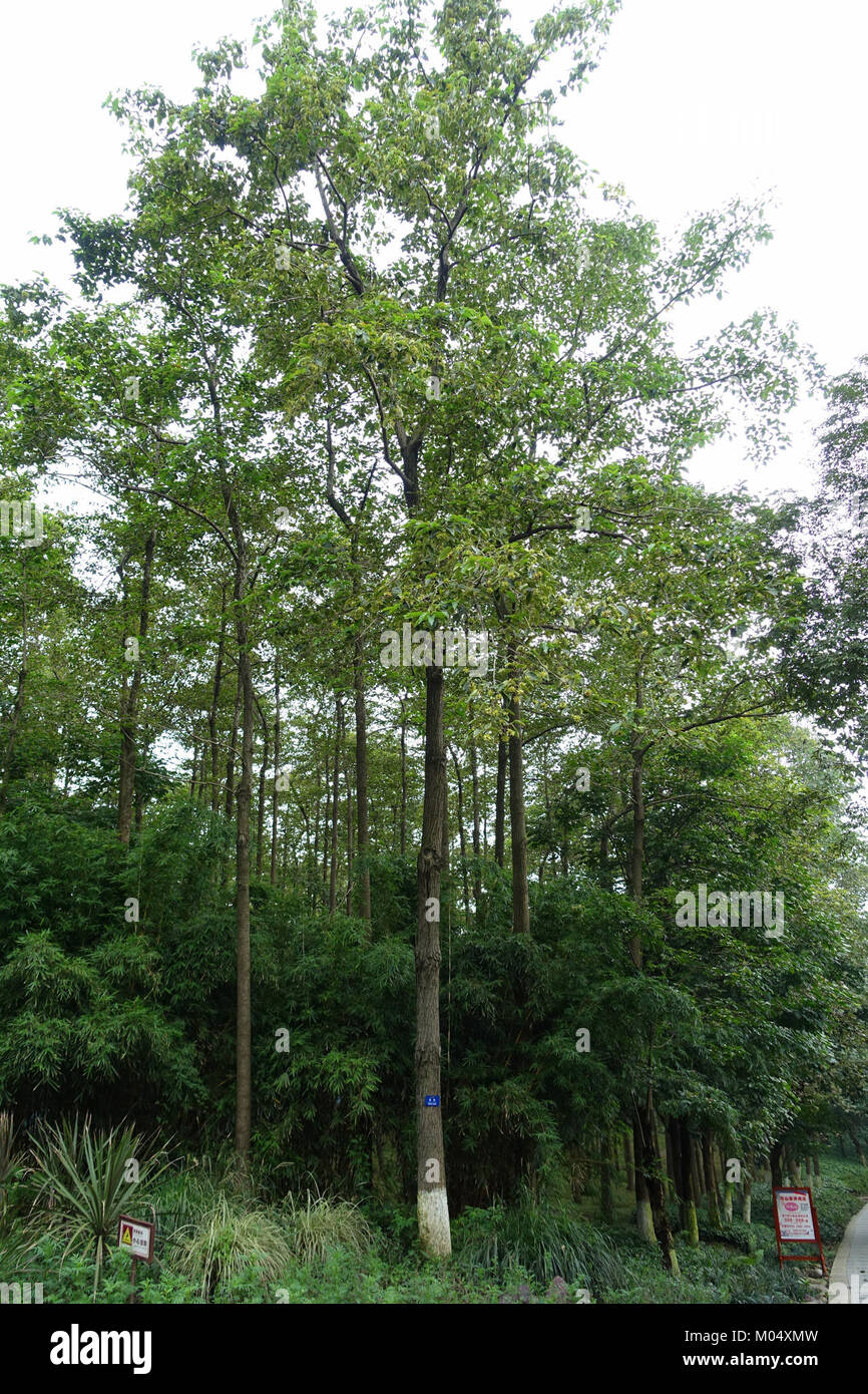 Camptotheca acuminata - Chengdu Botanical Garden - Chengdu, China - DSC03562 Stock Photo