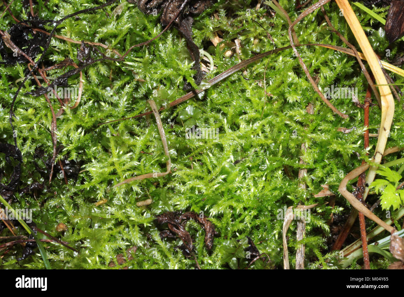 Brachythecium mildeanum (a, 145039-474546) 7676 Stock Photo
