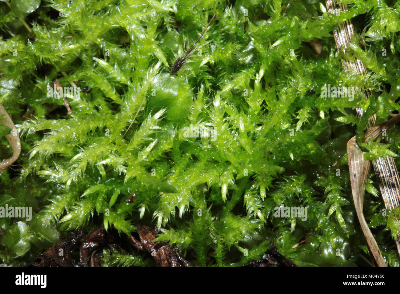 Brachythecium mildeanum (a, 145039-474546) 7678 Stock Photo