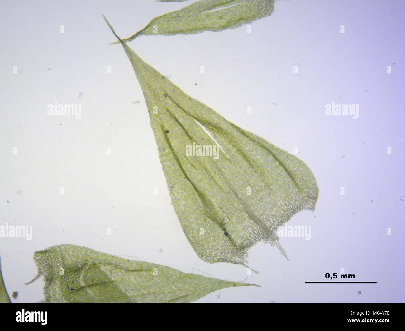Brachythecium mildeanum (a, 145039-474546) 7695 Stock Photo