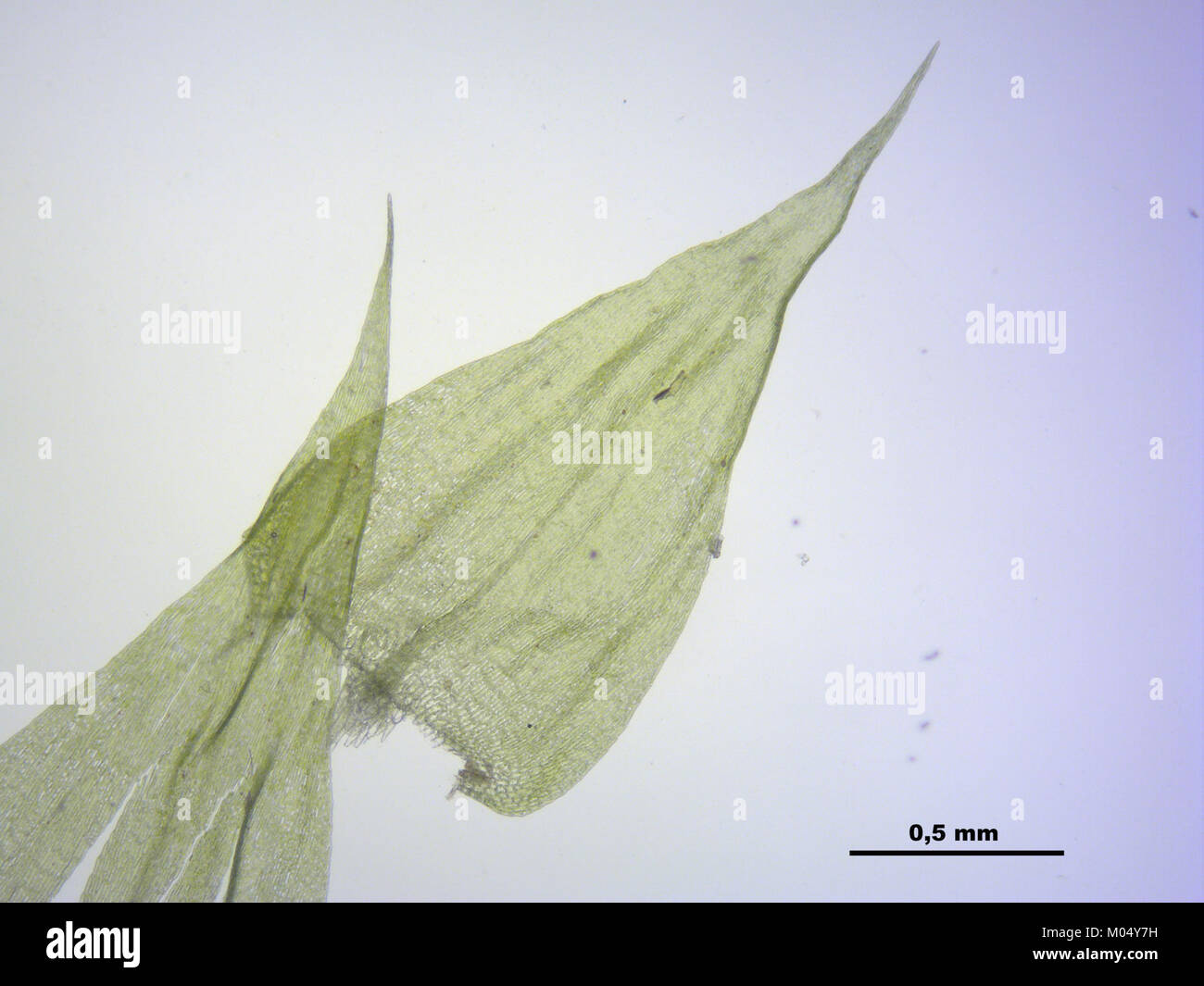 Brachythecium mildeanum (a, 145039-474546) 7699 Stock Photo