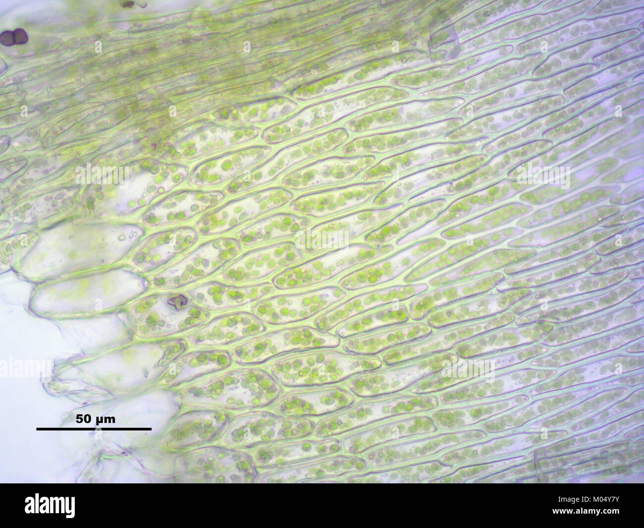 Brachythecium mildeanum (a, 145039-474546) 7715 Stock Photo