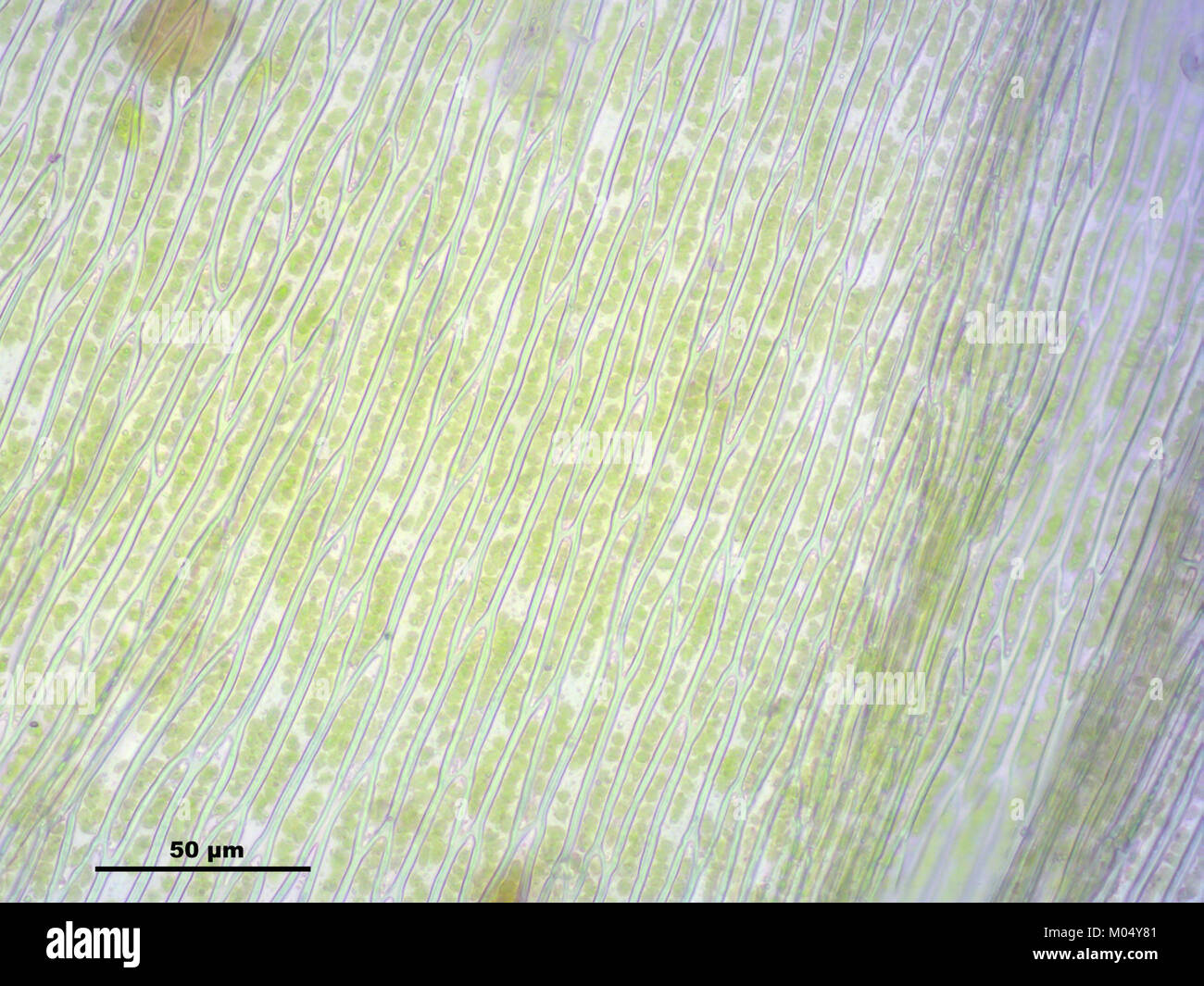 Brachythecium mildeanum (a, 145039-474546) 7720 Stock Photo