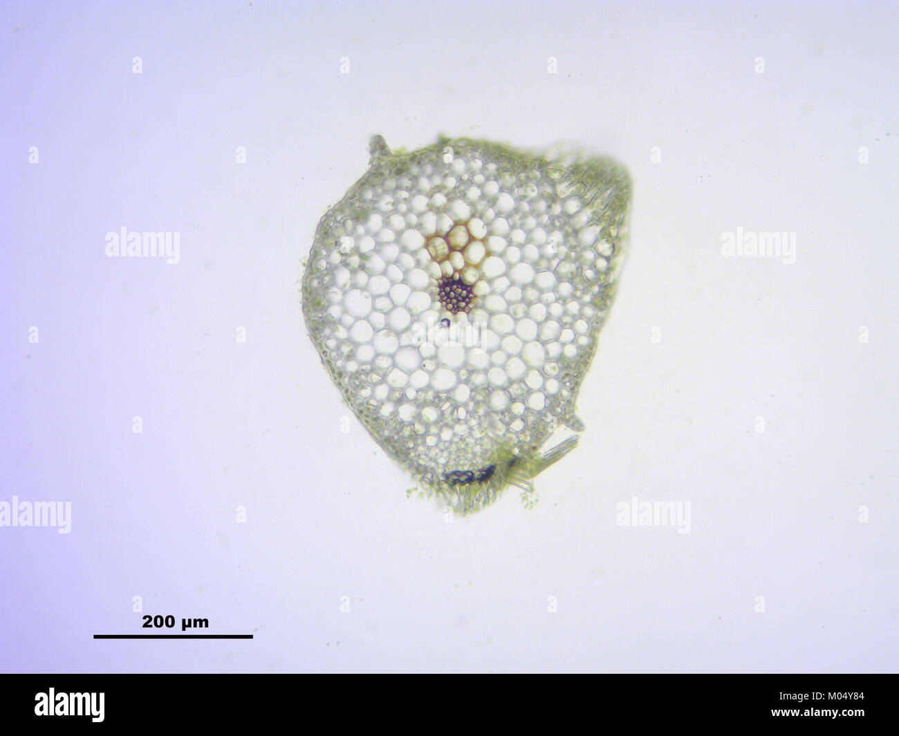 Brachythecium mildeanum (a, 145039-474546) 7727 Stock Photo