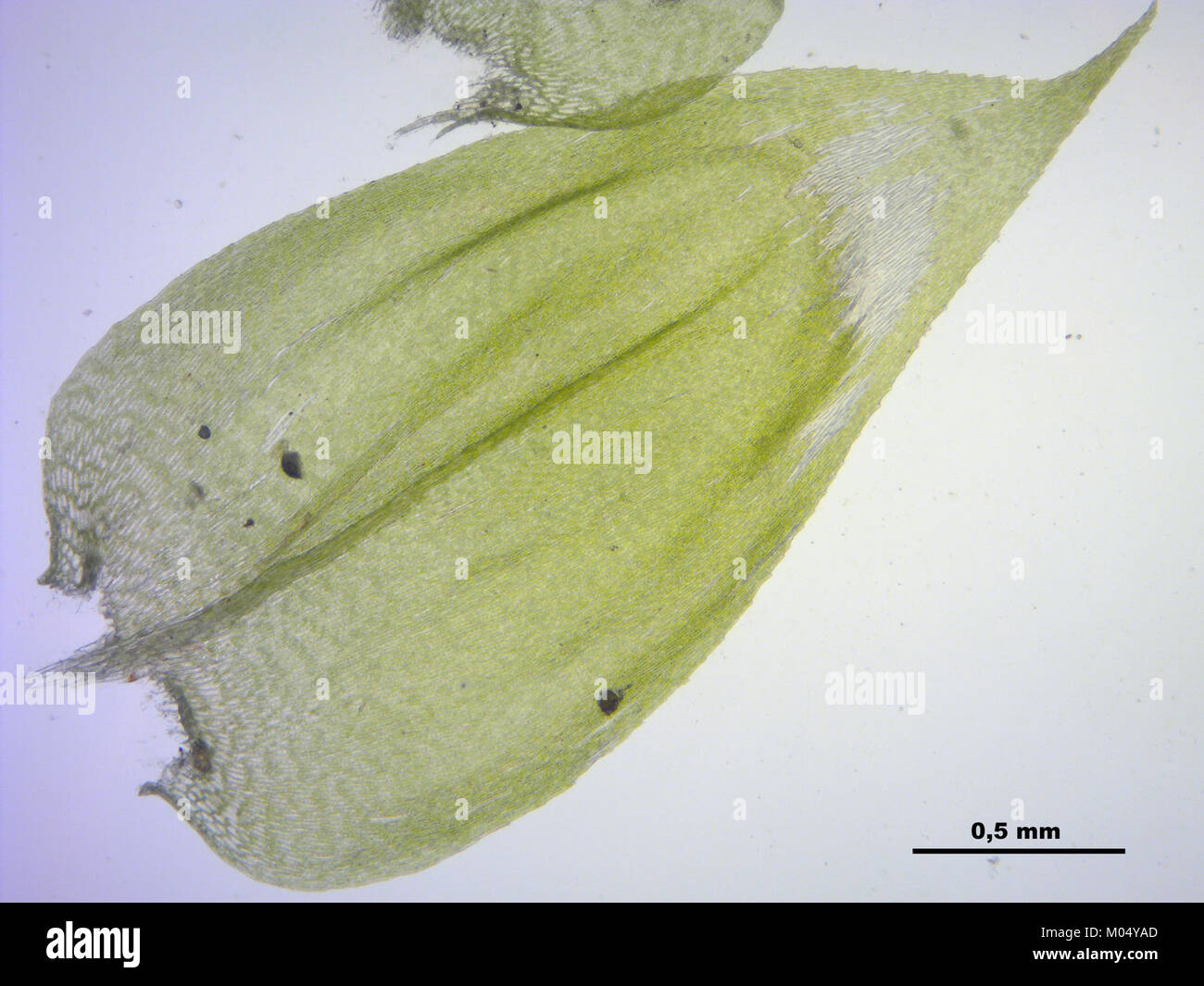 Brachythecium rutabulum (g, 144734-474739) 7742 Stock Photo